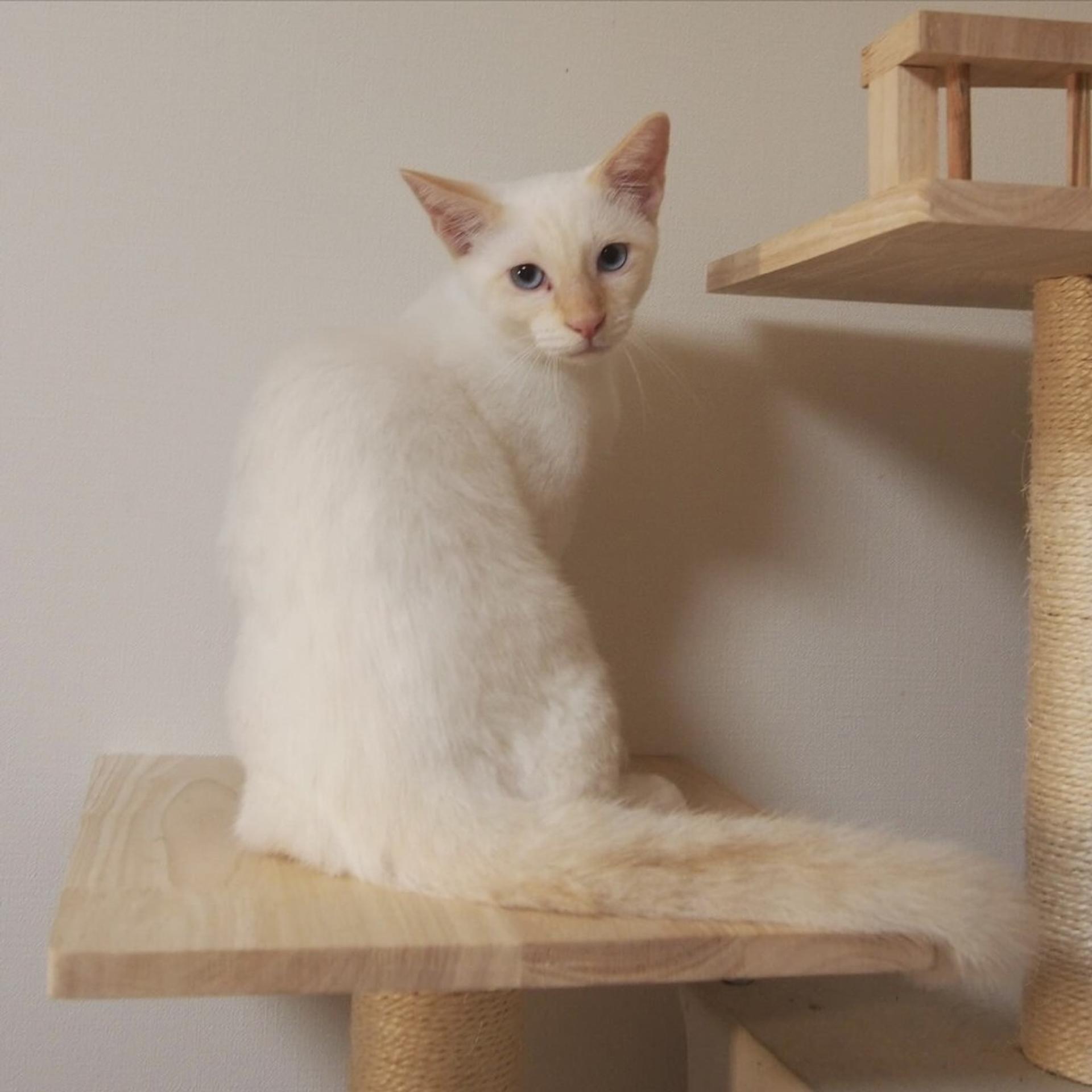 pet-image-10