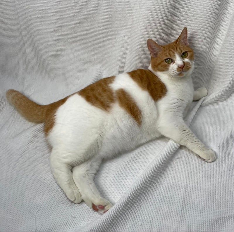 ぬいぐるみのような体型が堪らなくかわいい | 雑種（ミックス猫