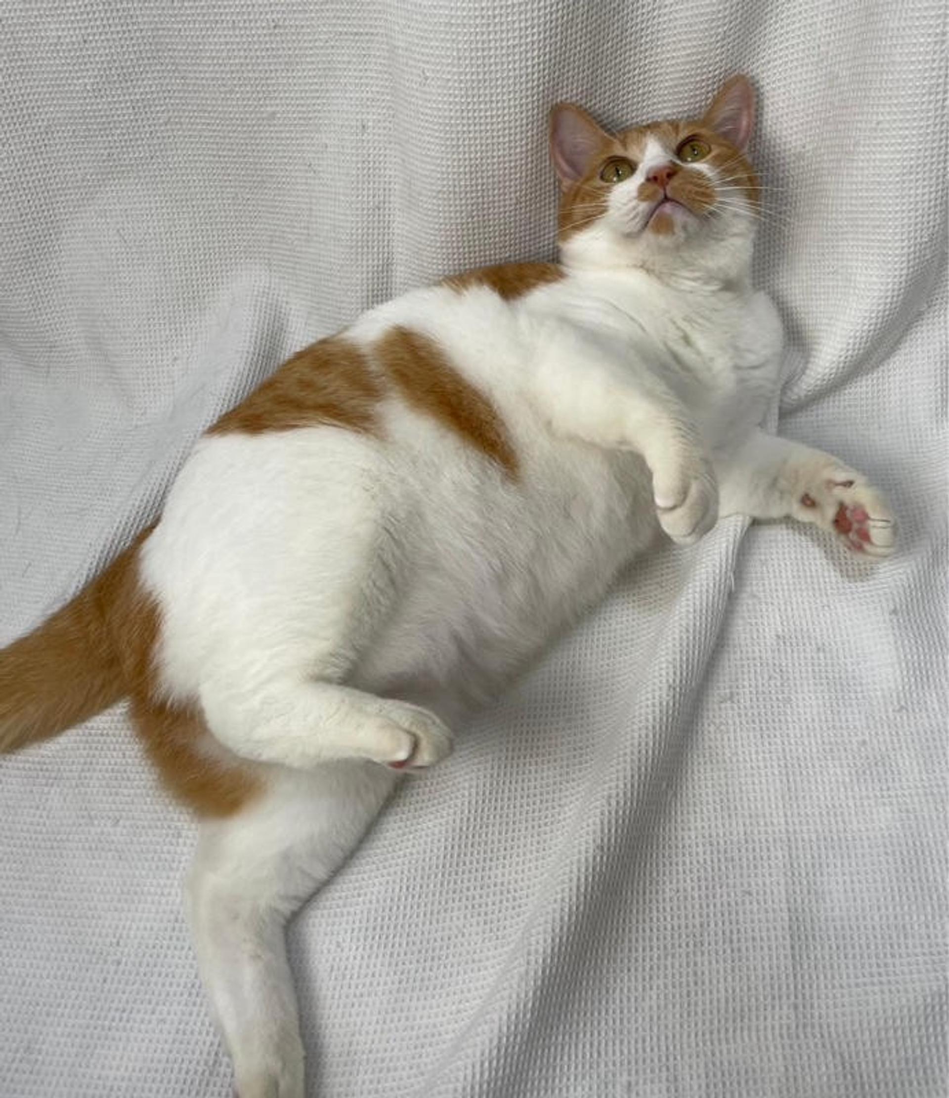 pet-image-3