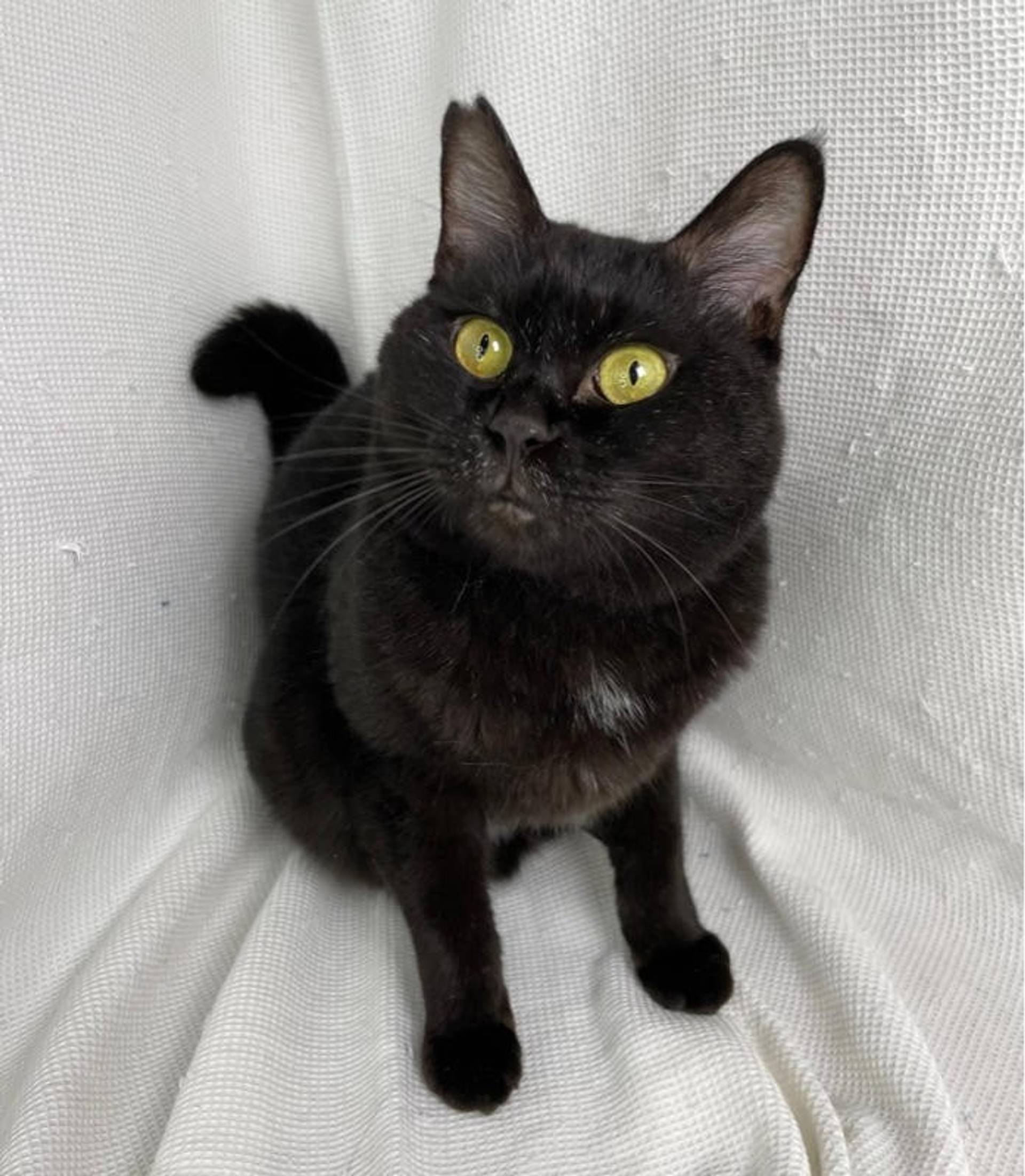 雑種（ミックス猫）・オスの里親募集の写真