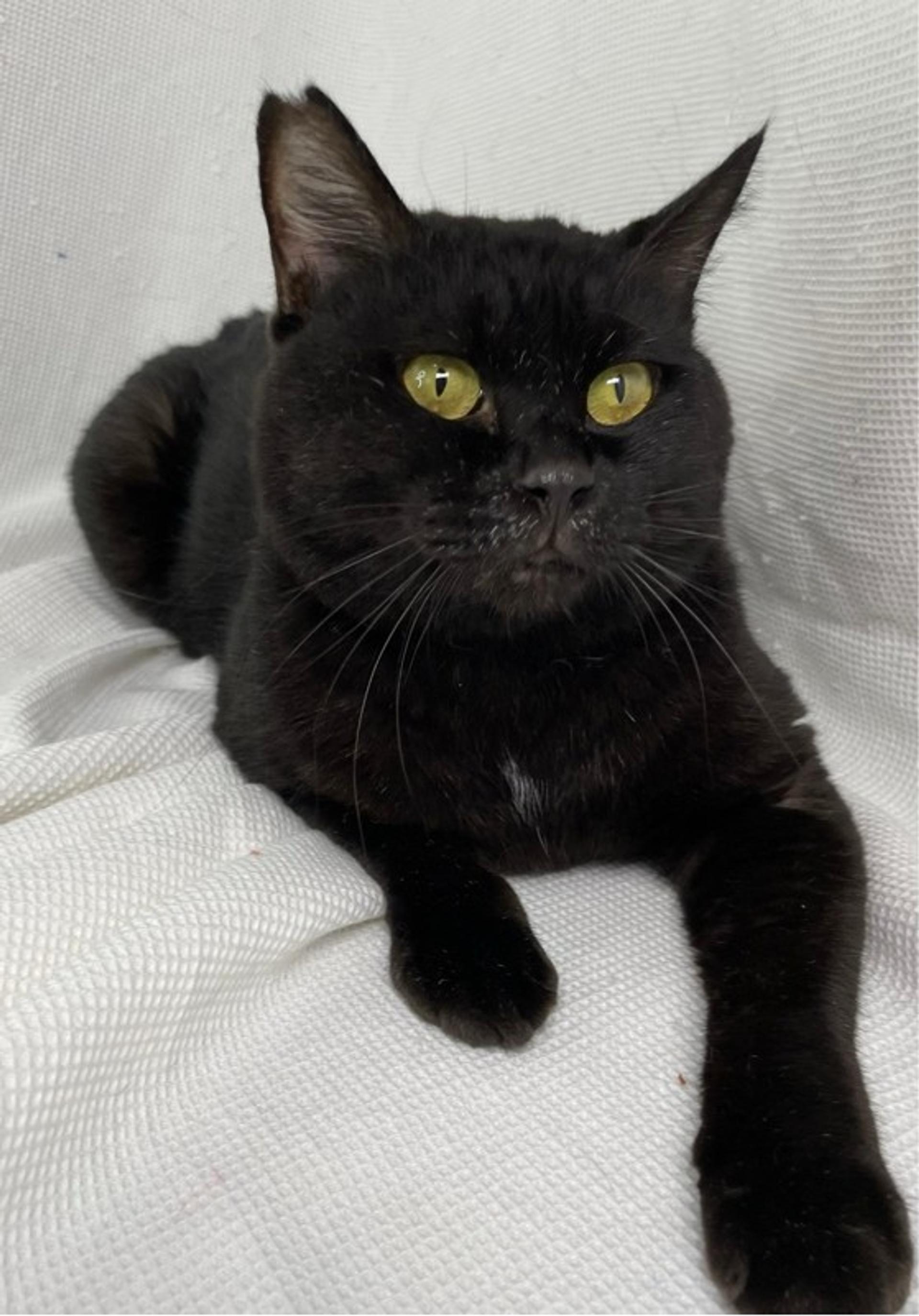 pet-image-2