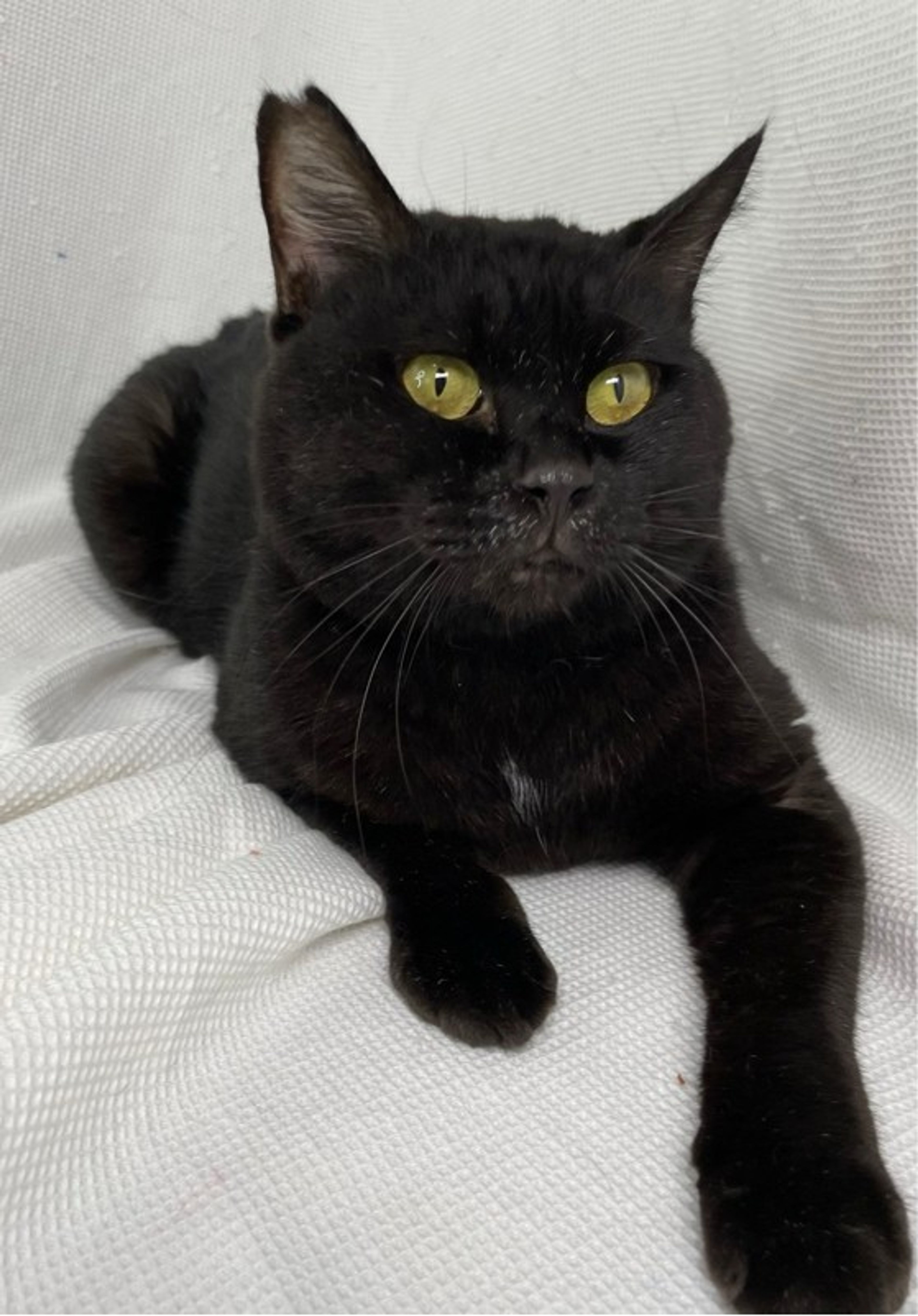 pet-image-2