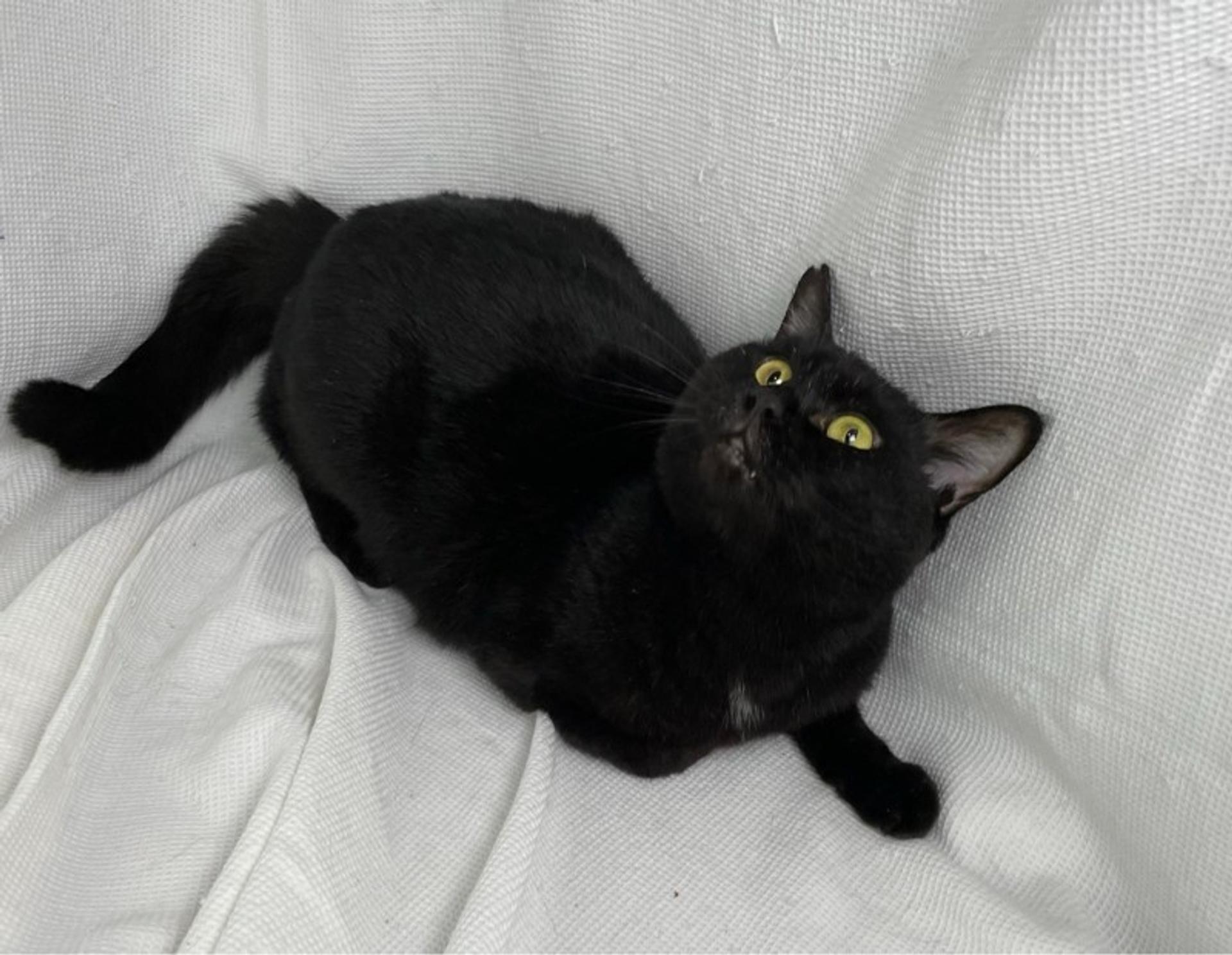 pet-image-3