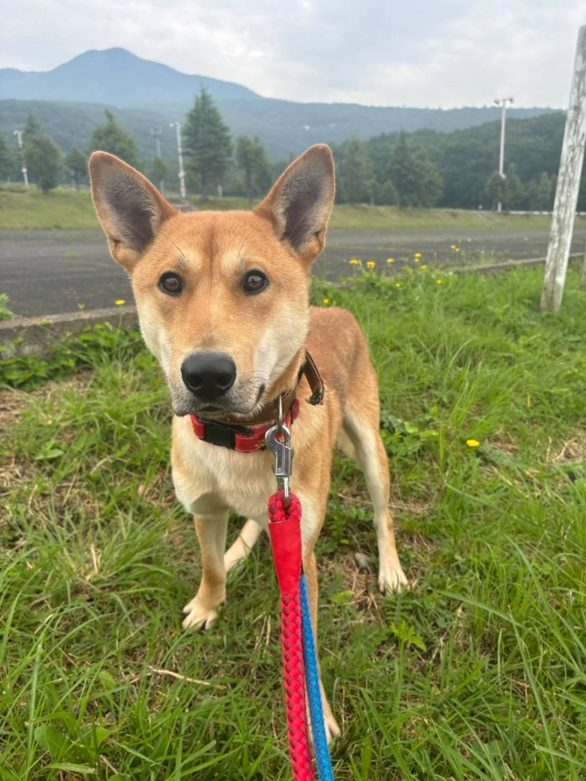 雑種（ミックス犬）・オスの里親募集の写真