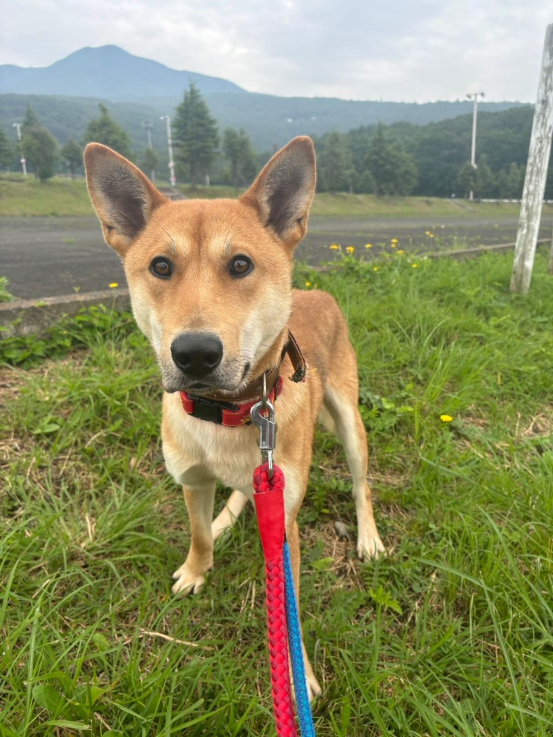 雑種（ミックス犬）・オスの里親募集の写真