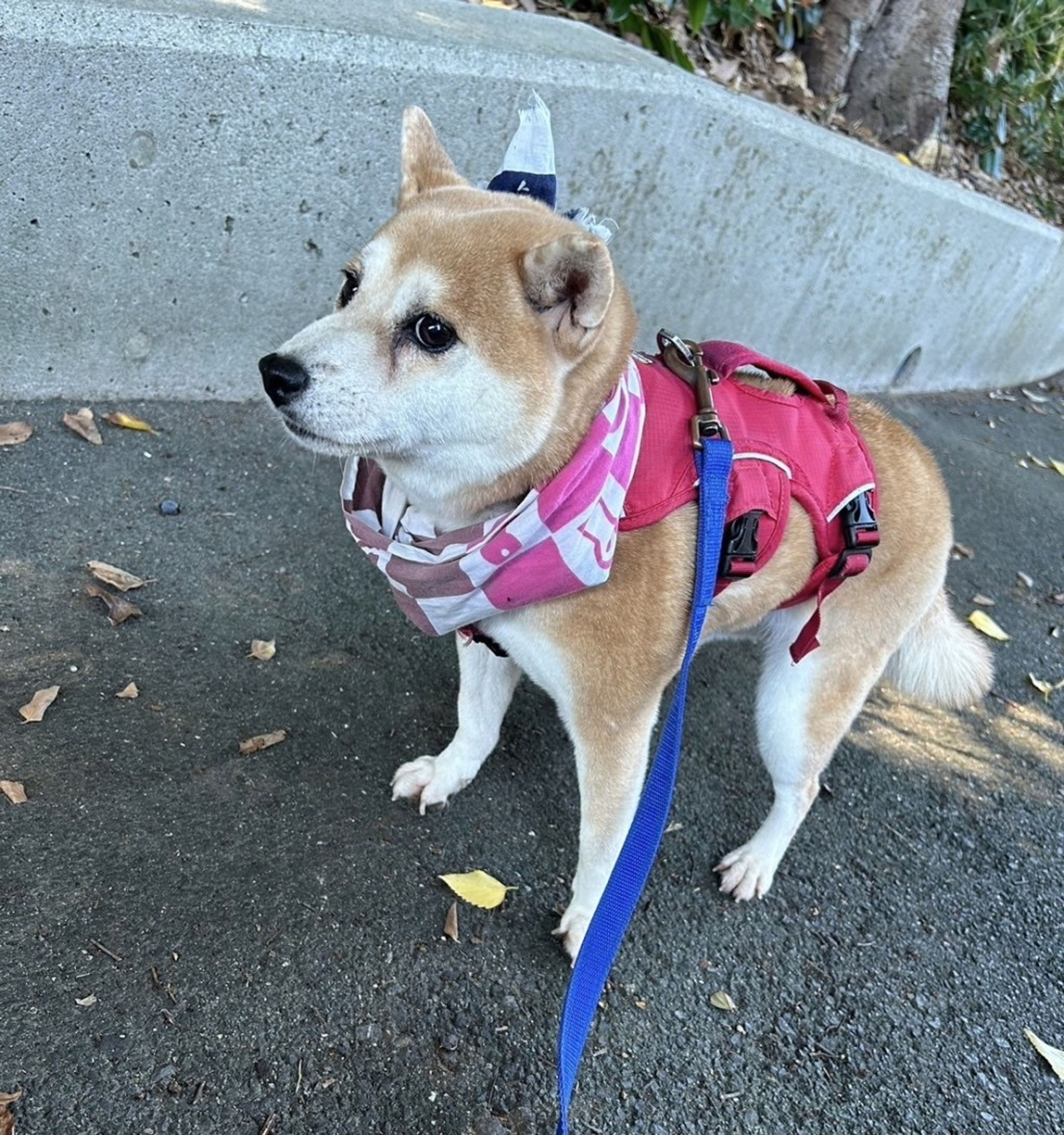 pet-image-5