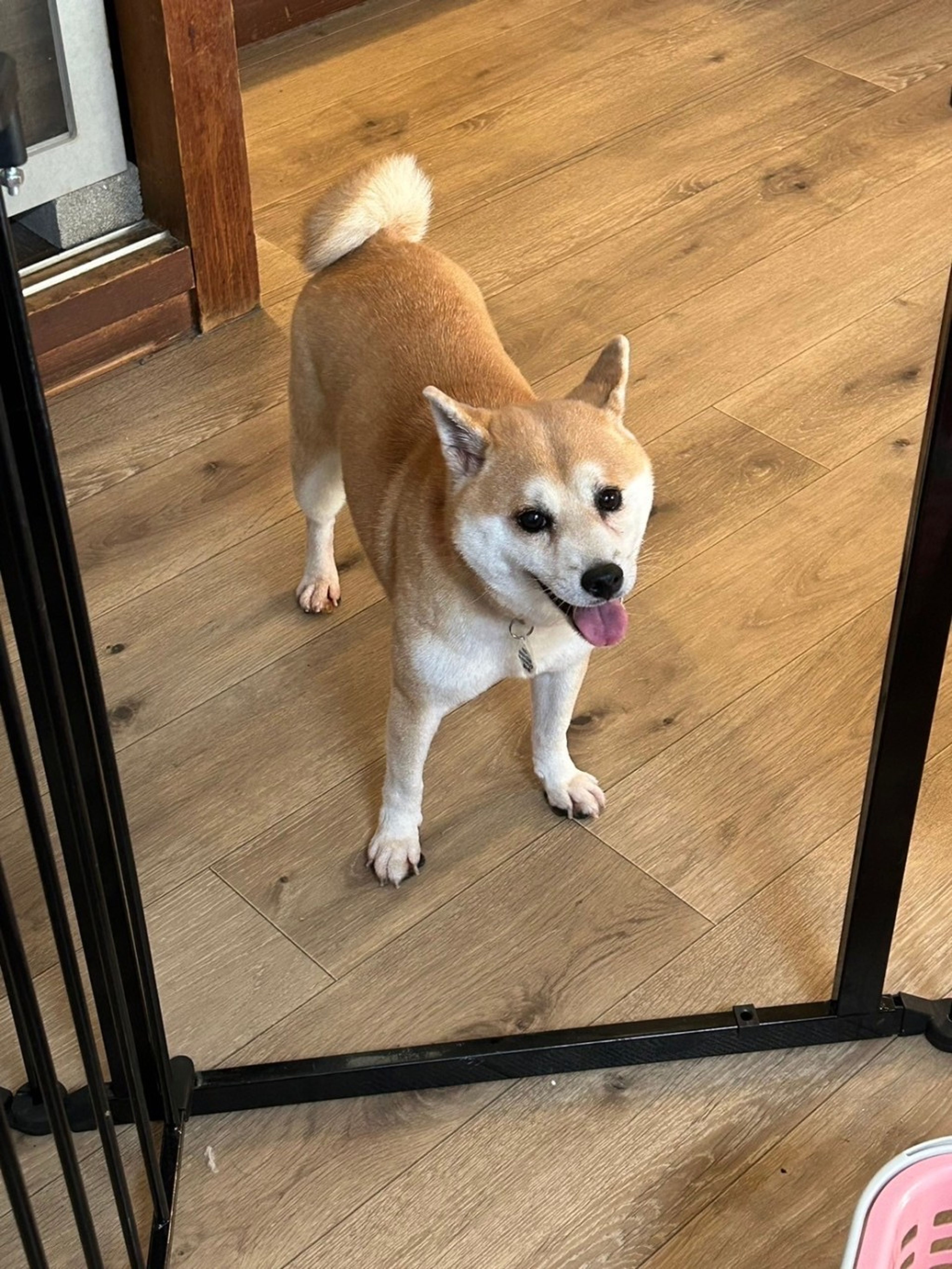 pet-image-6