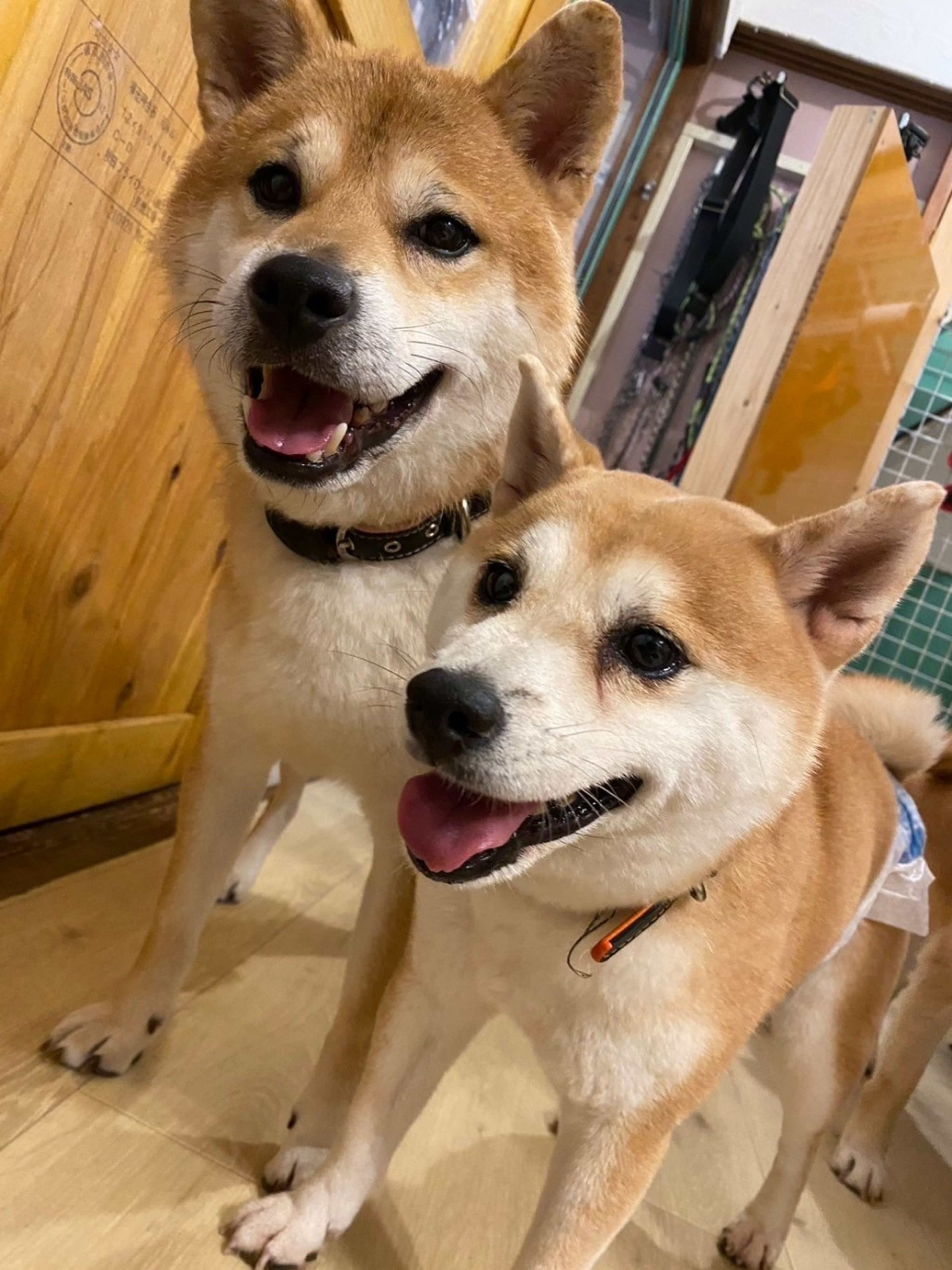 pet-image-9