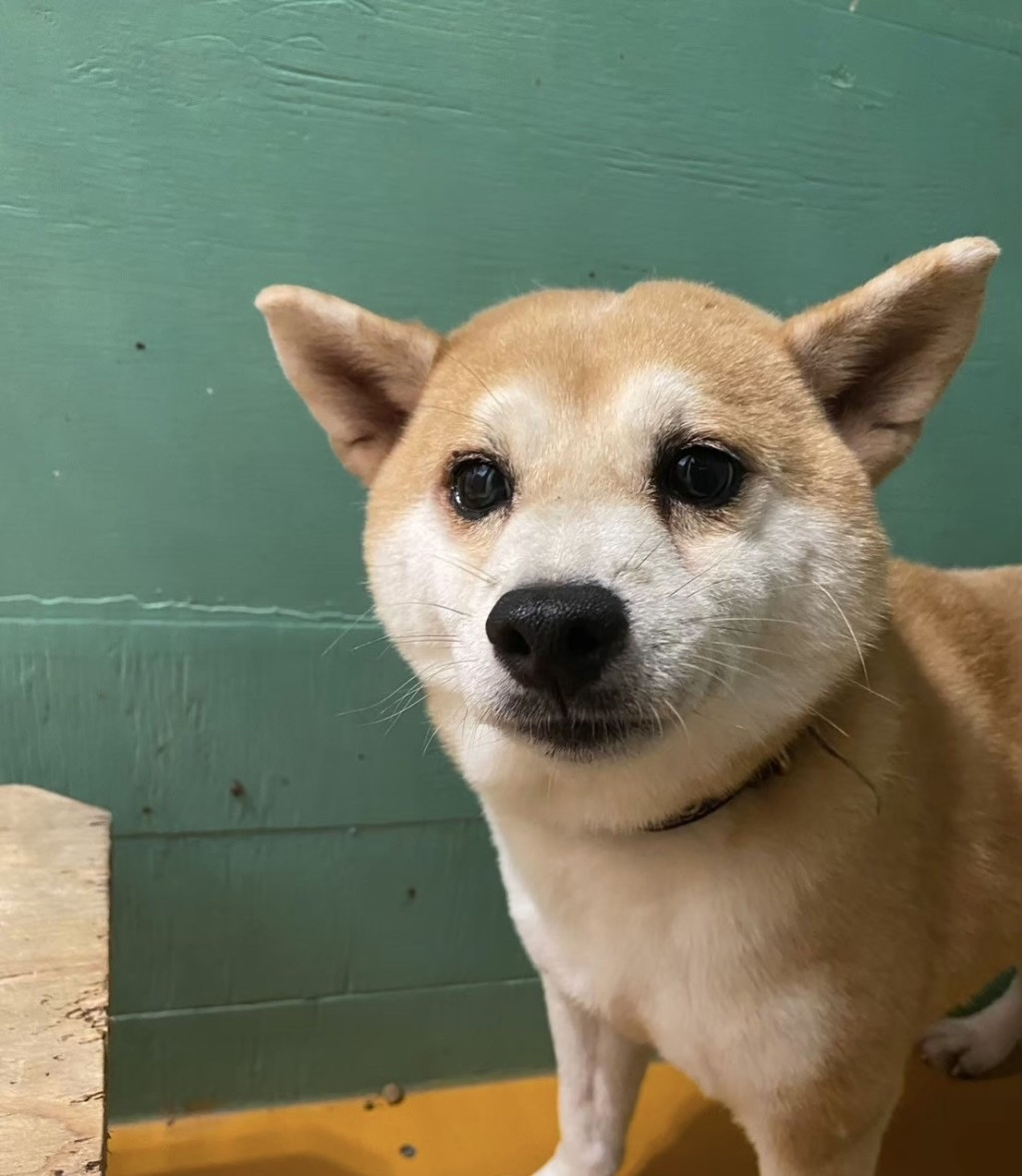 pet-image-3