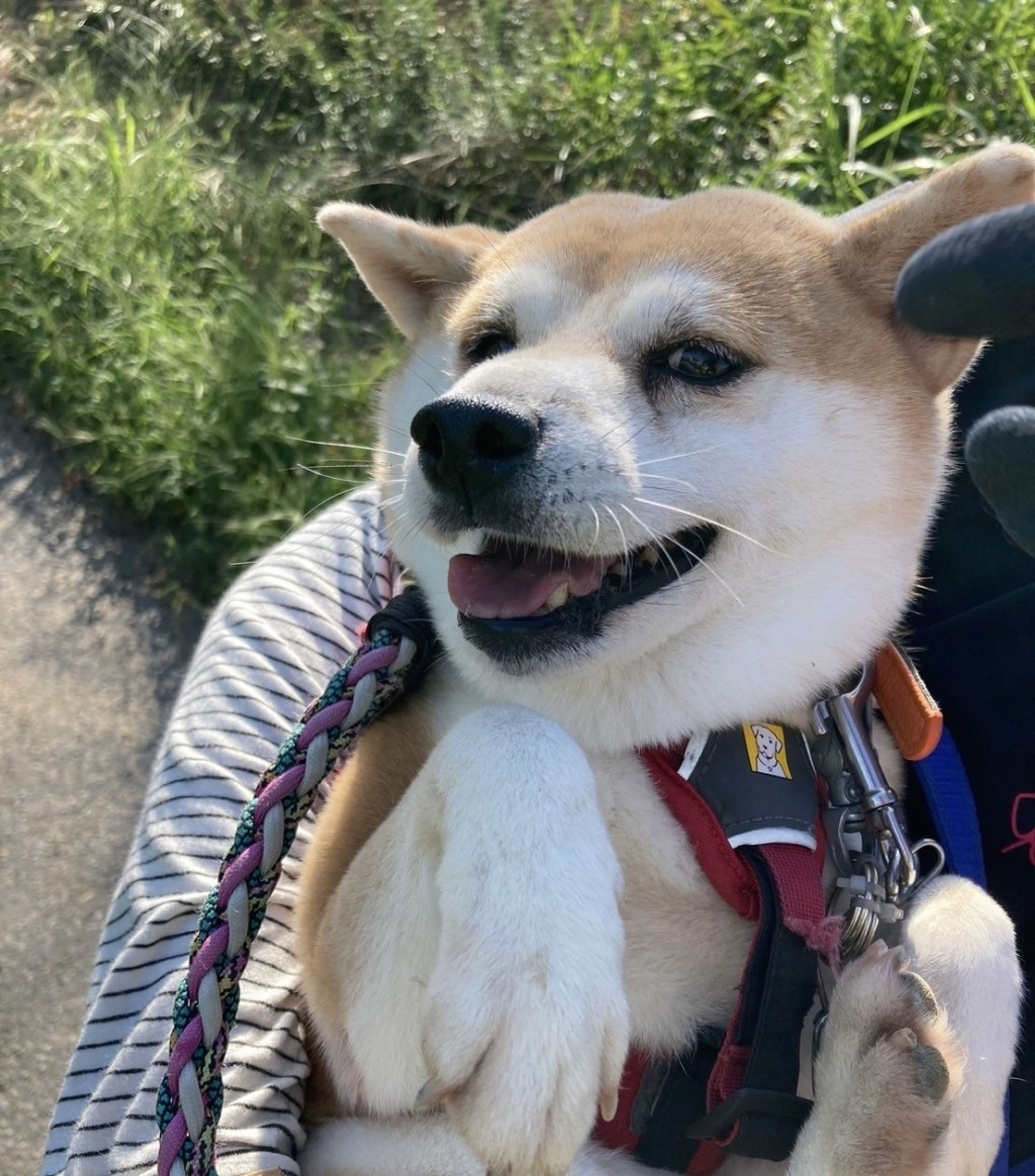 pet-image-4