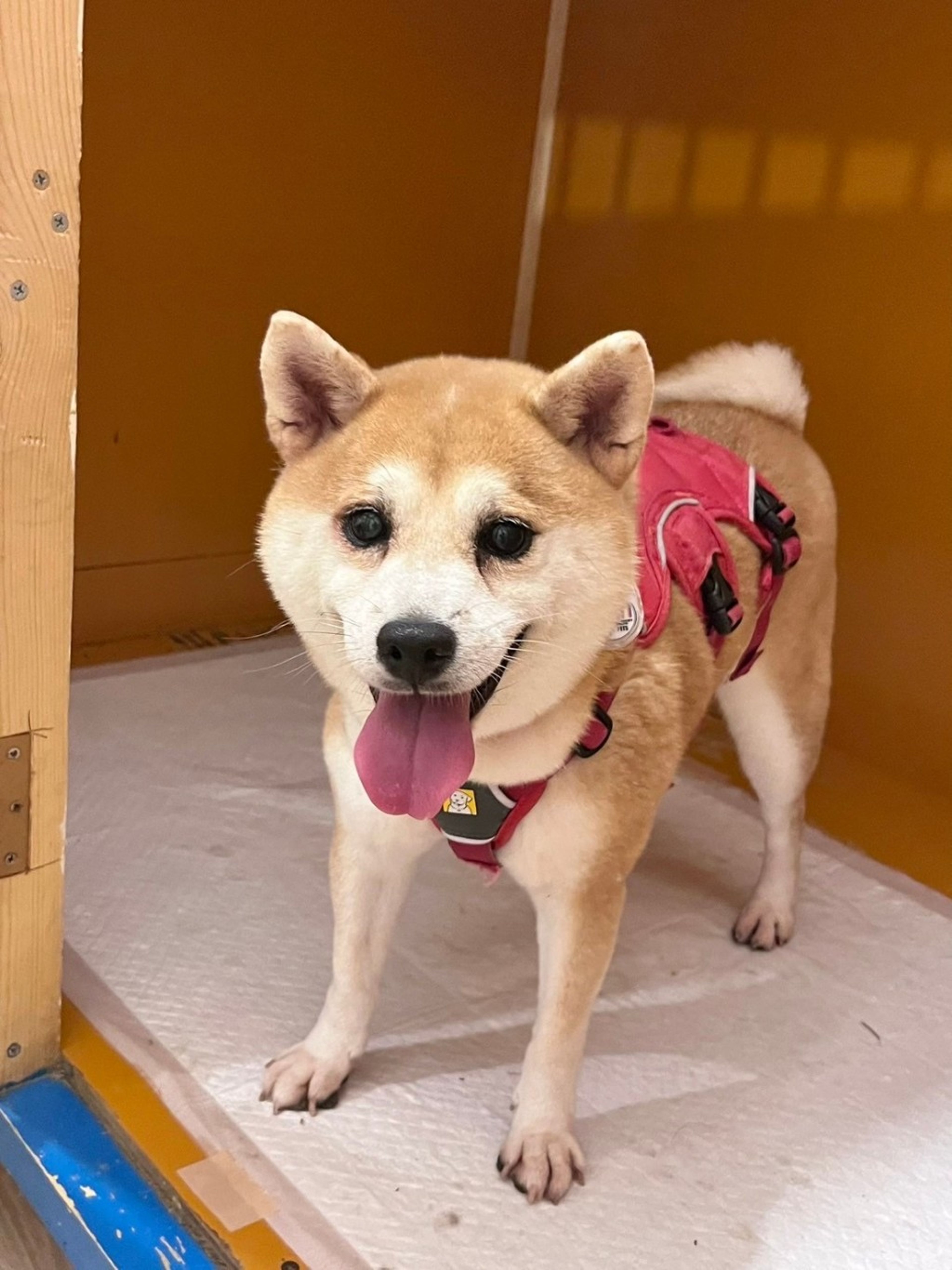 pet-image-2