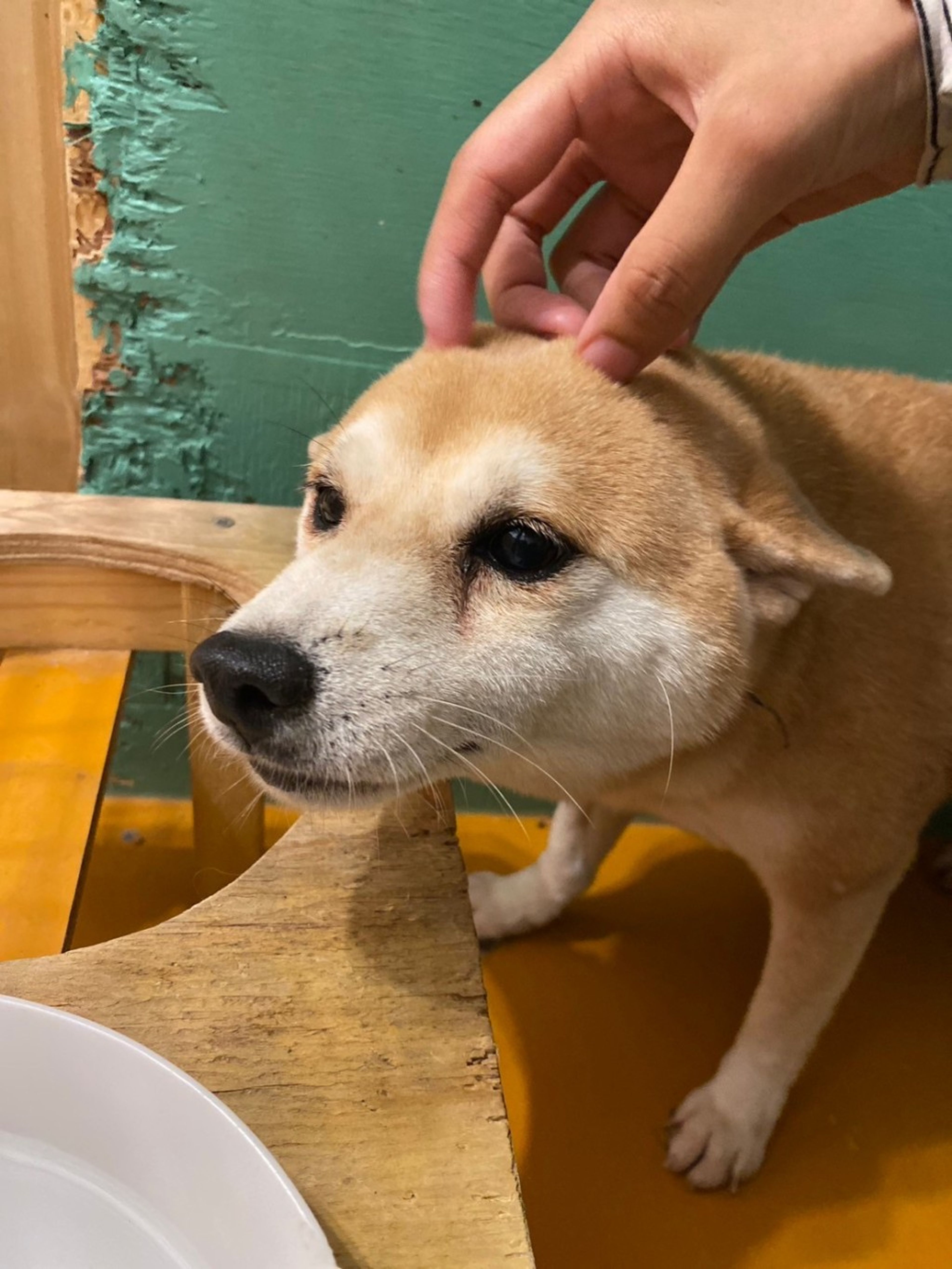 pet-image-8