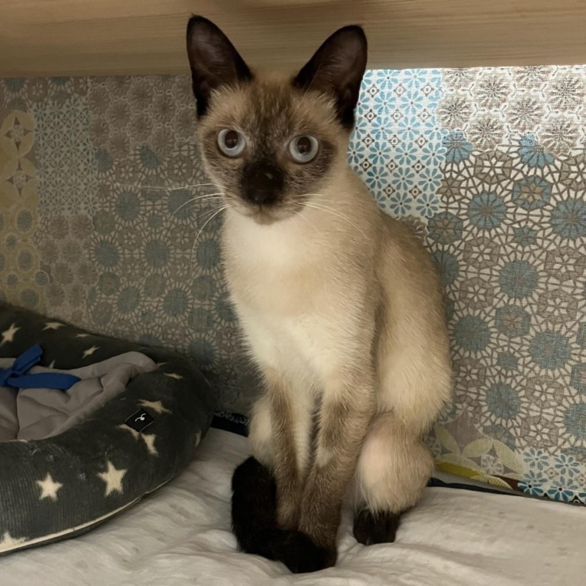 pet-image-5