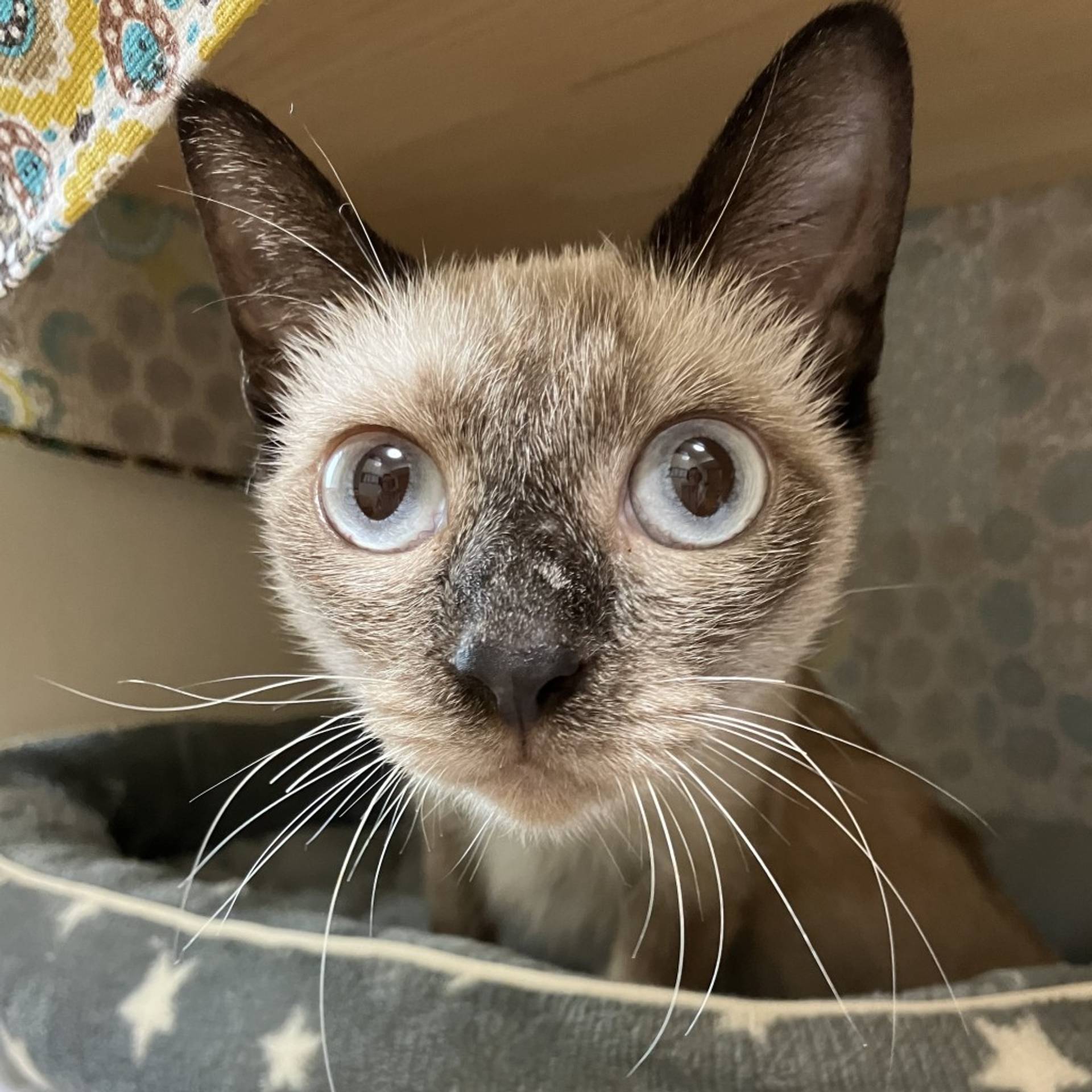 雑種（ミックス猫）・オスの里親募集の写真