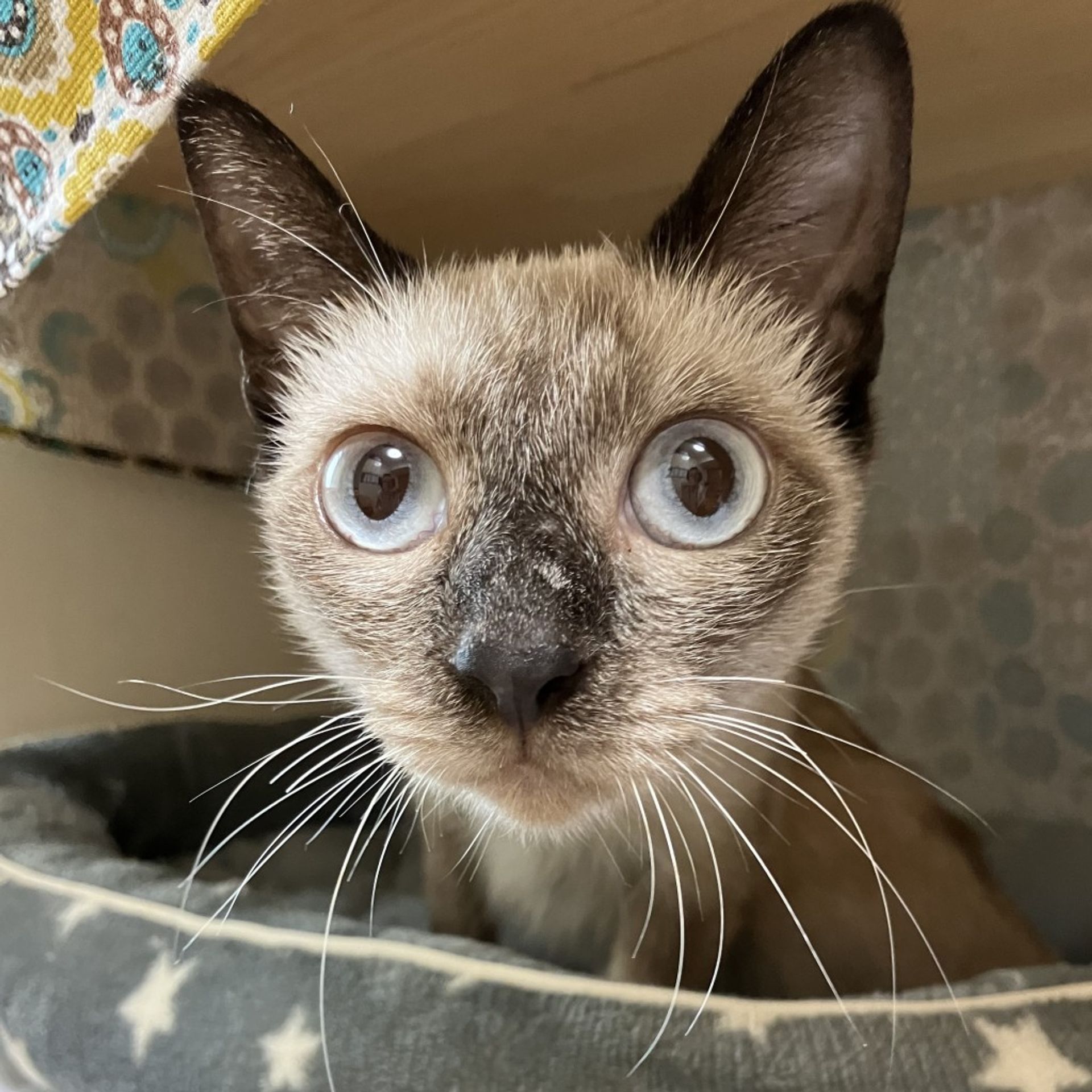 雑種（ミックス猫）・オスの里親募集の写真