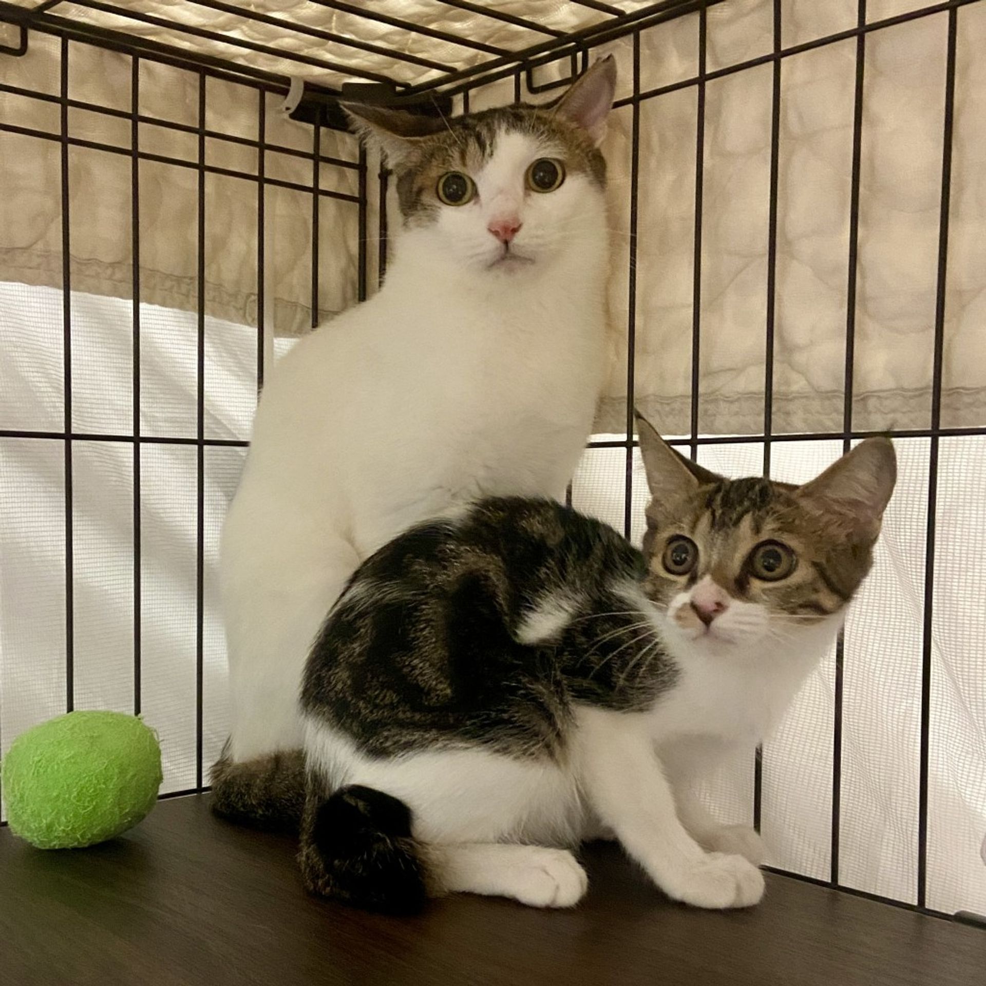 雑種（ミックス猫）・メスの里親募集の写真