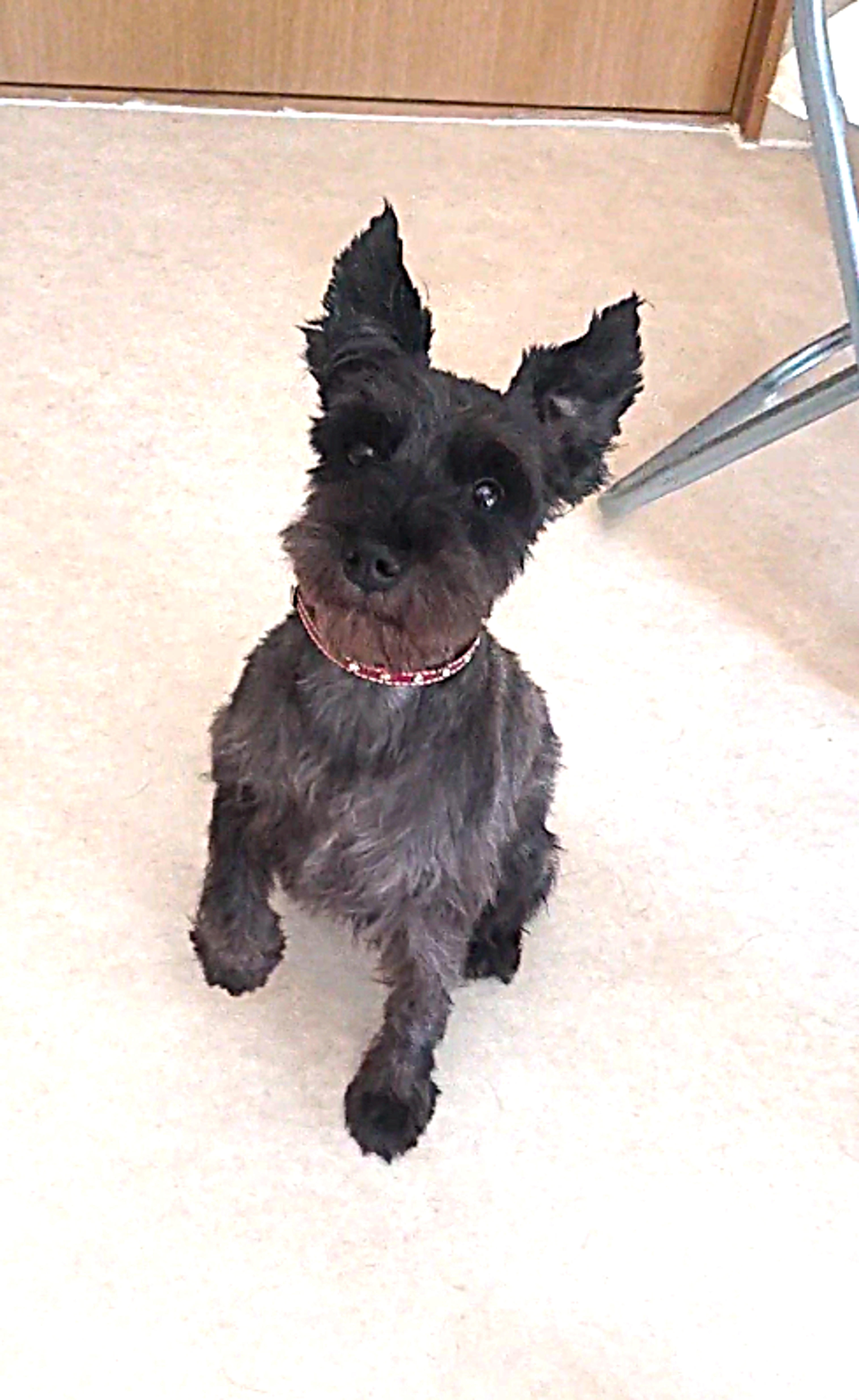 pet-image-3