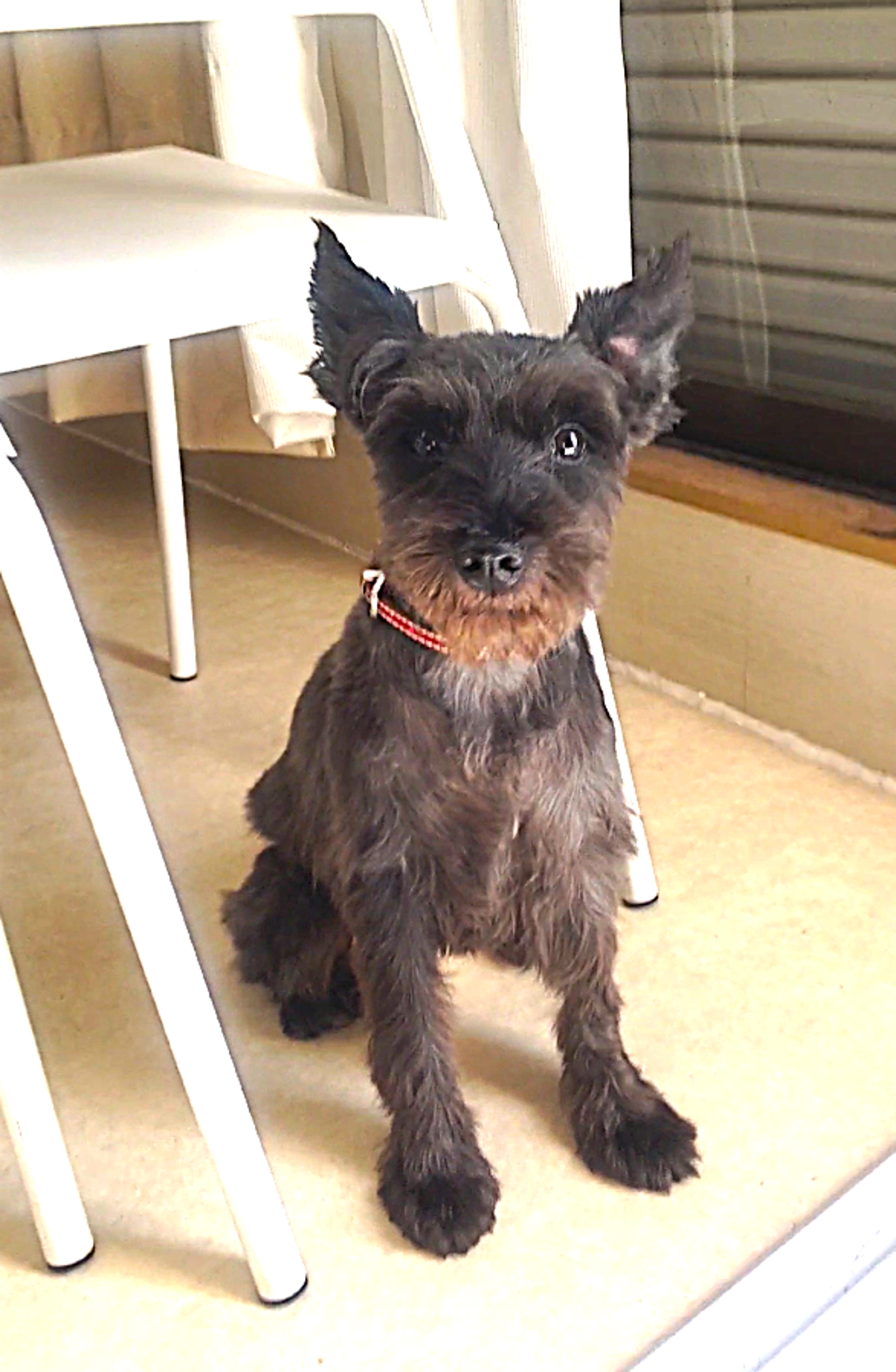 pet-image-4