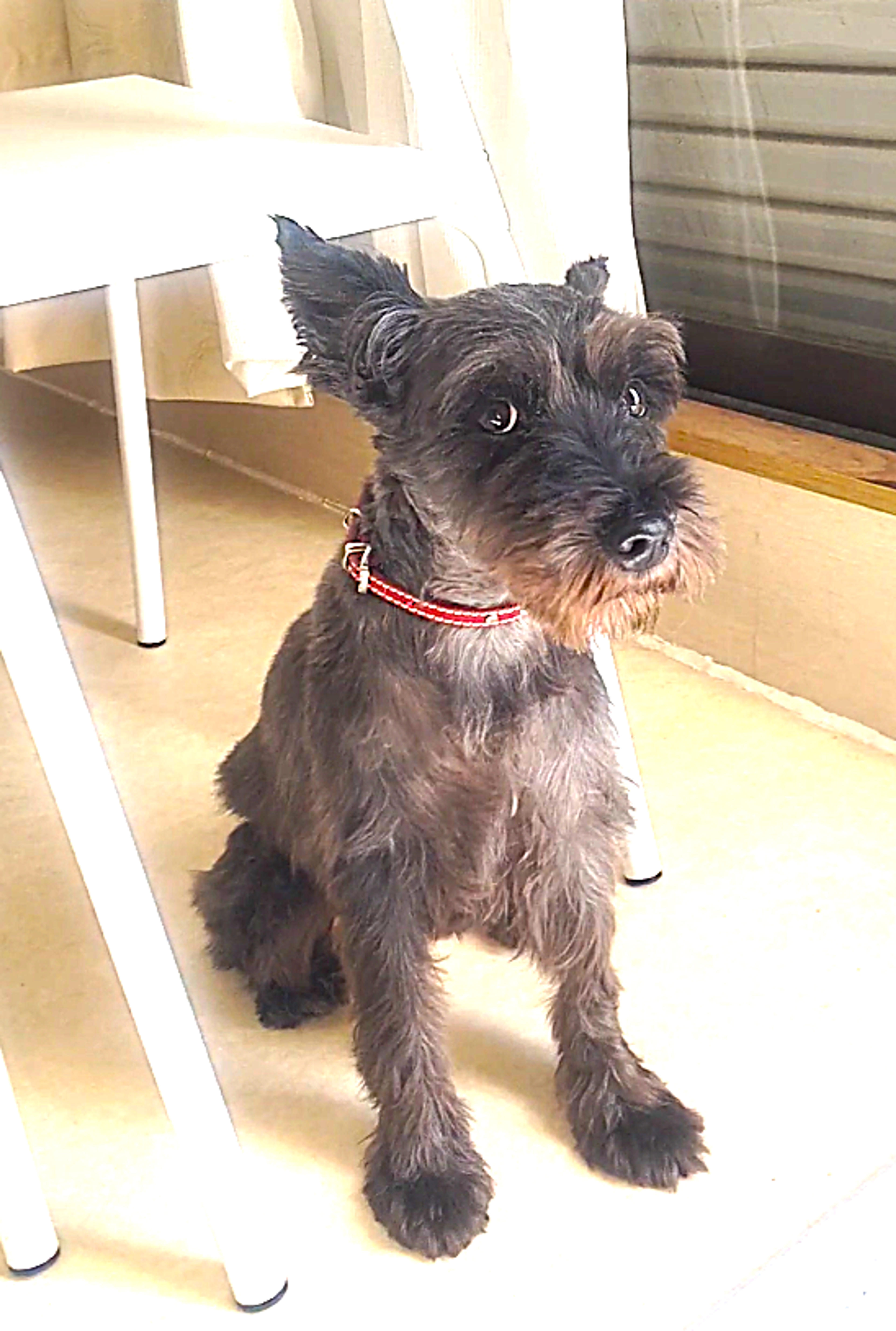 pet-image-5