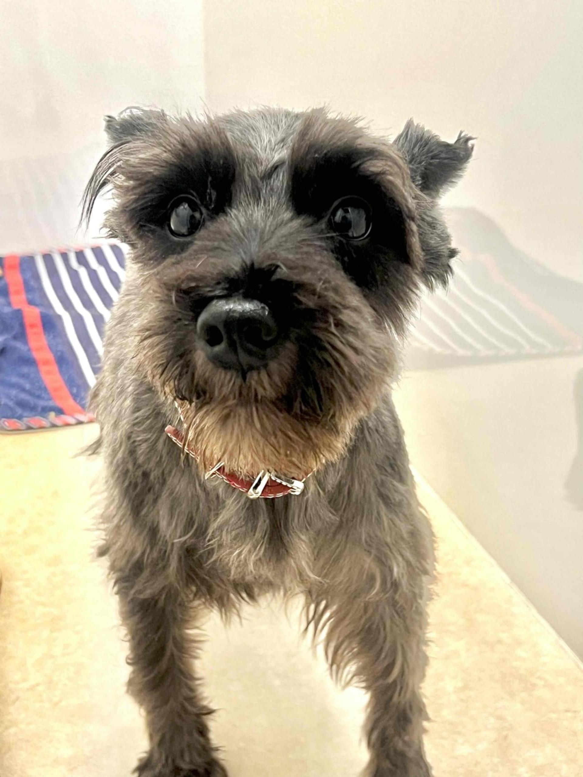 pet-image-6