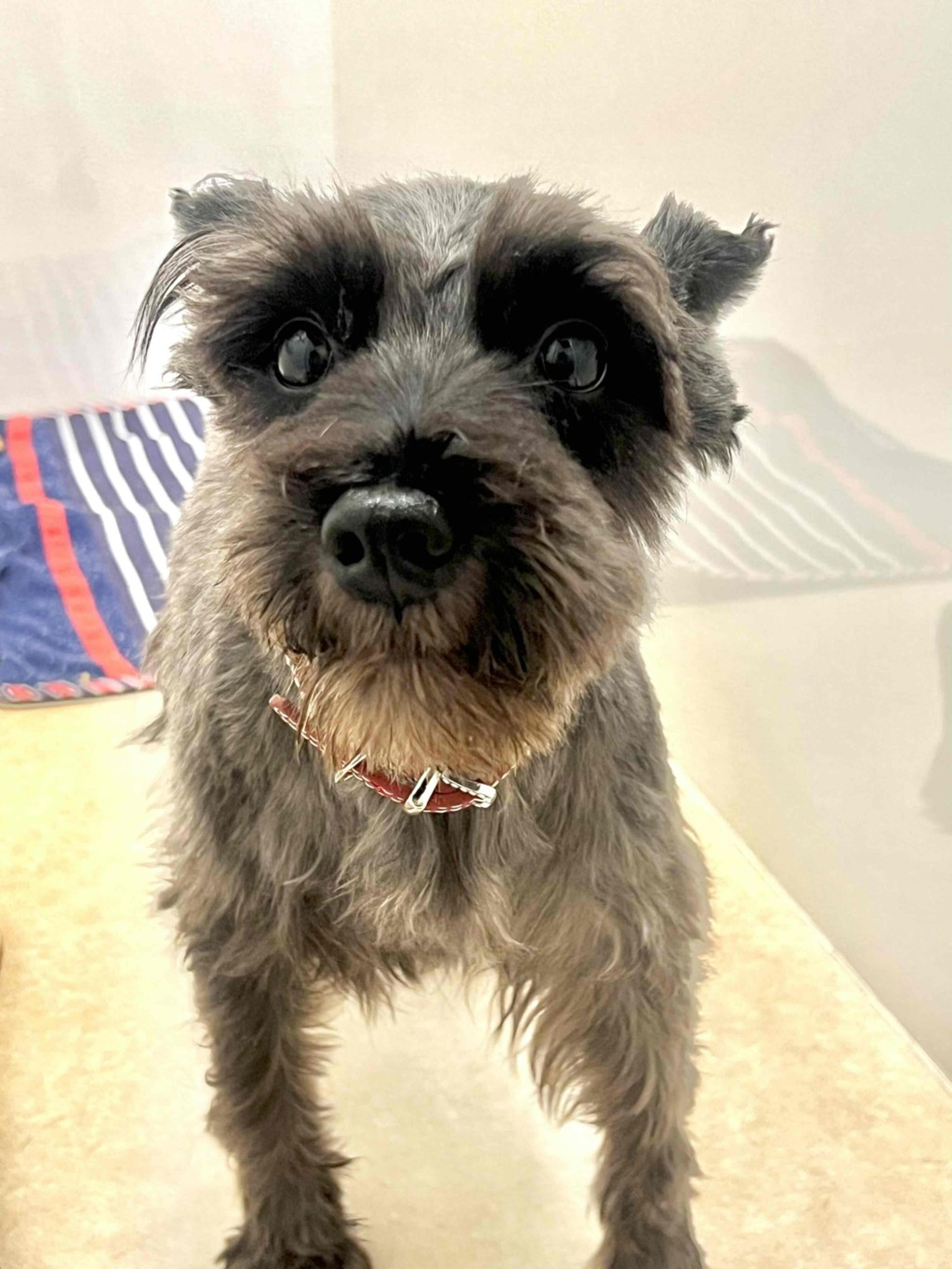 pet-image-6
