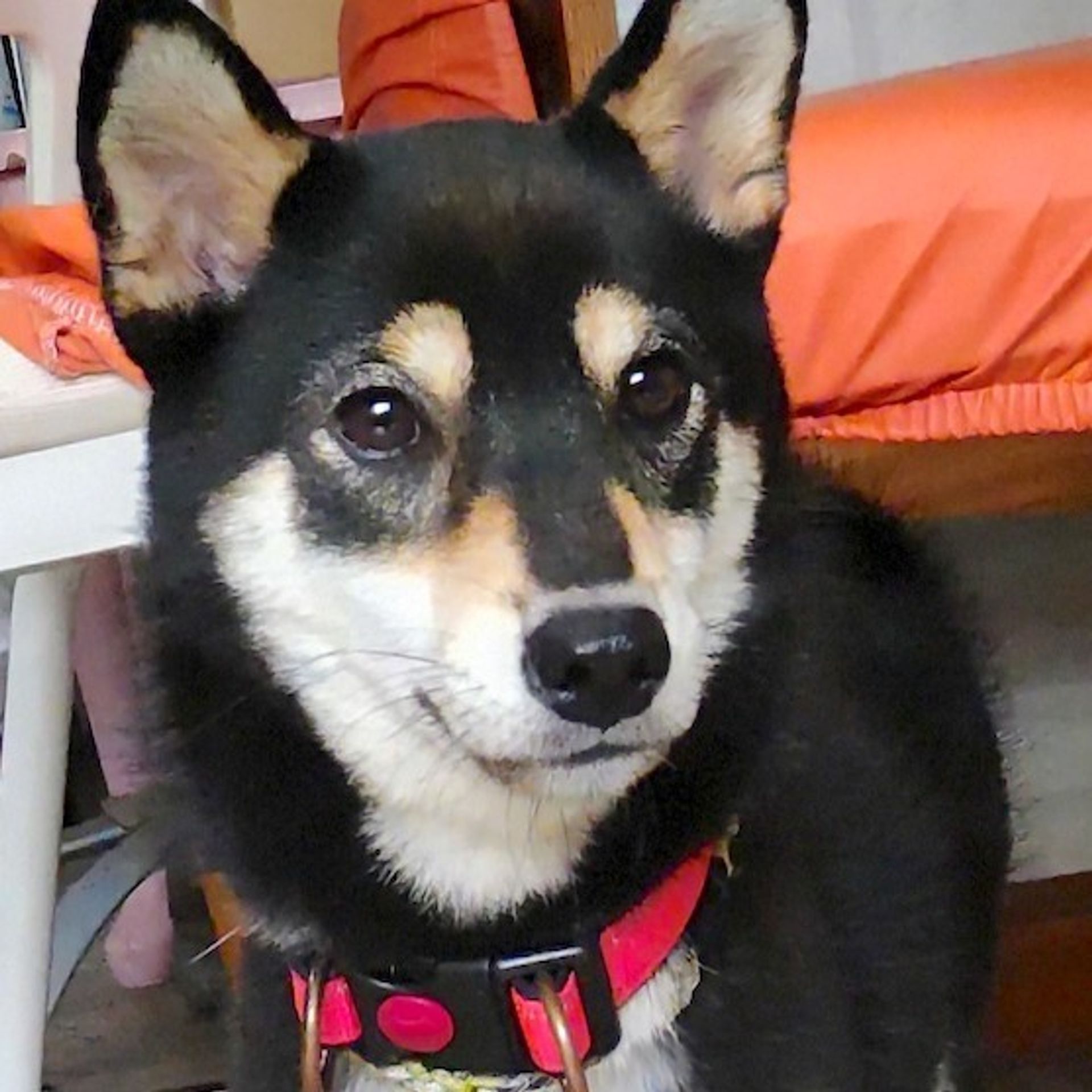 雑種（ミックス犬）・メスの里親募集の写真
