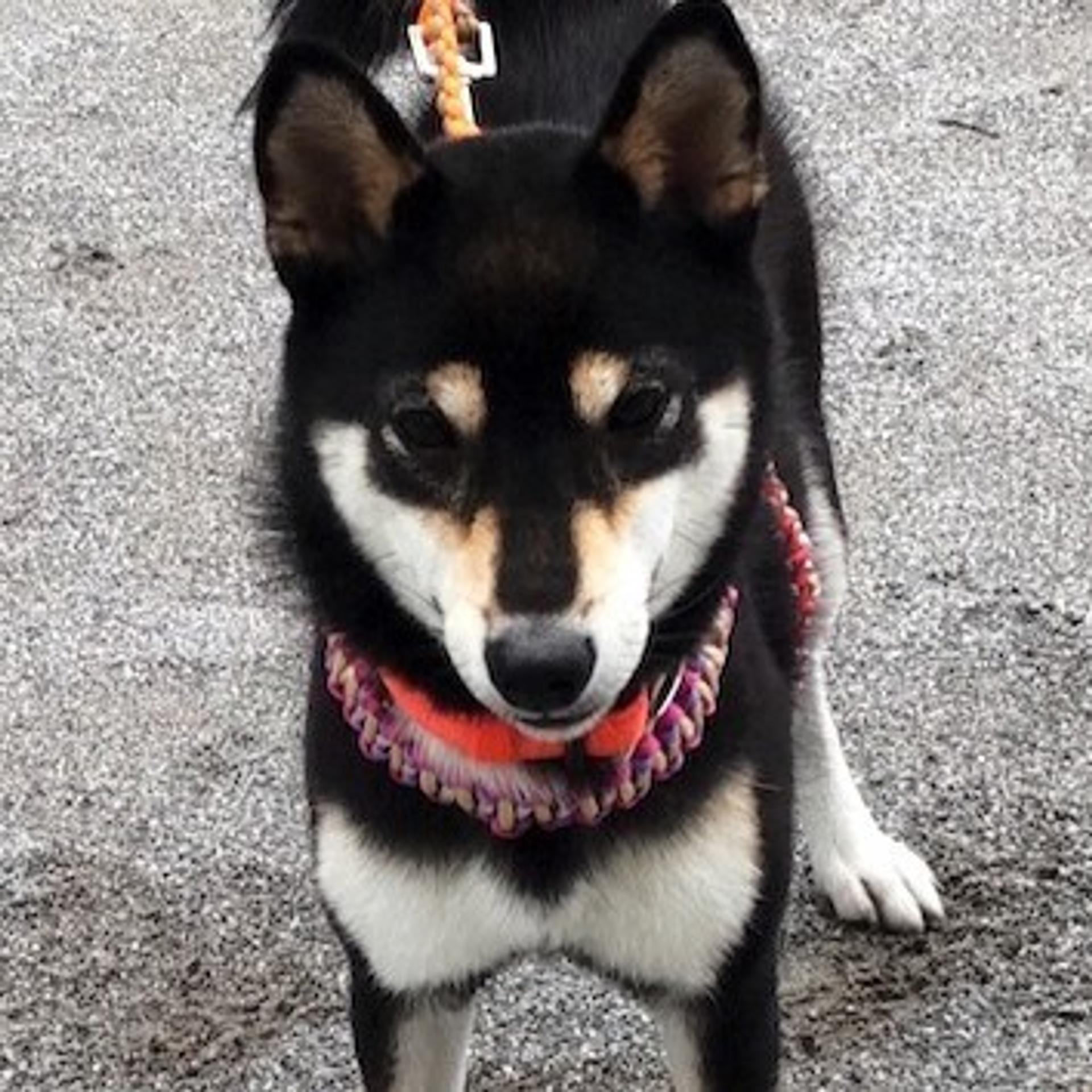 pet-image-3