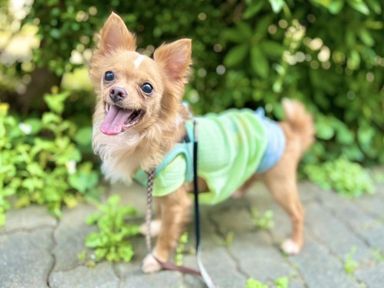 ササニシキ