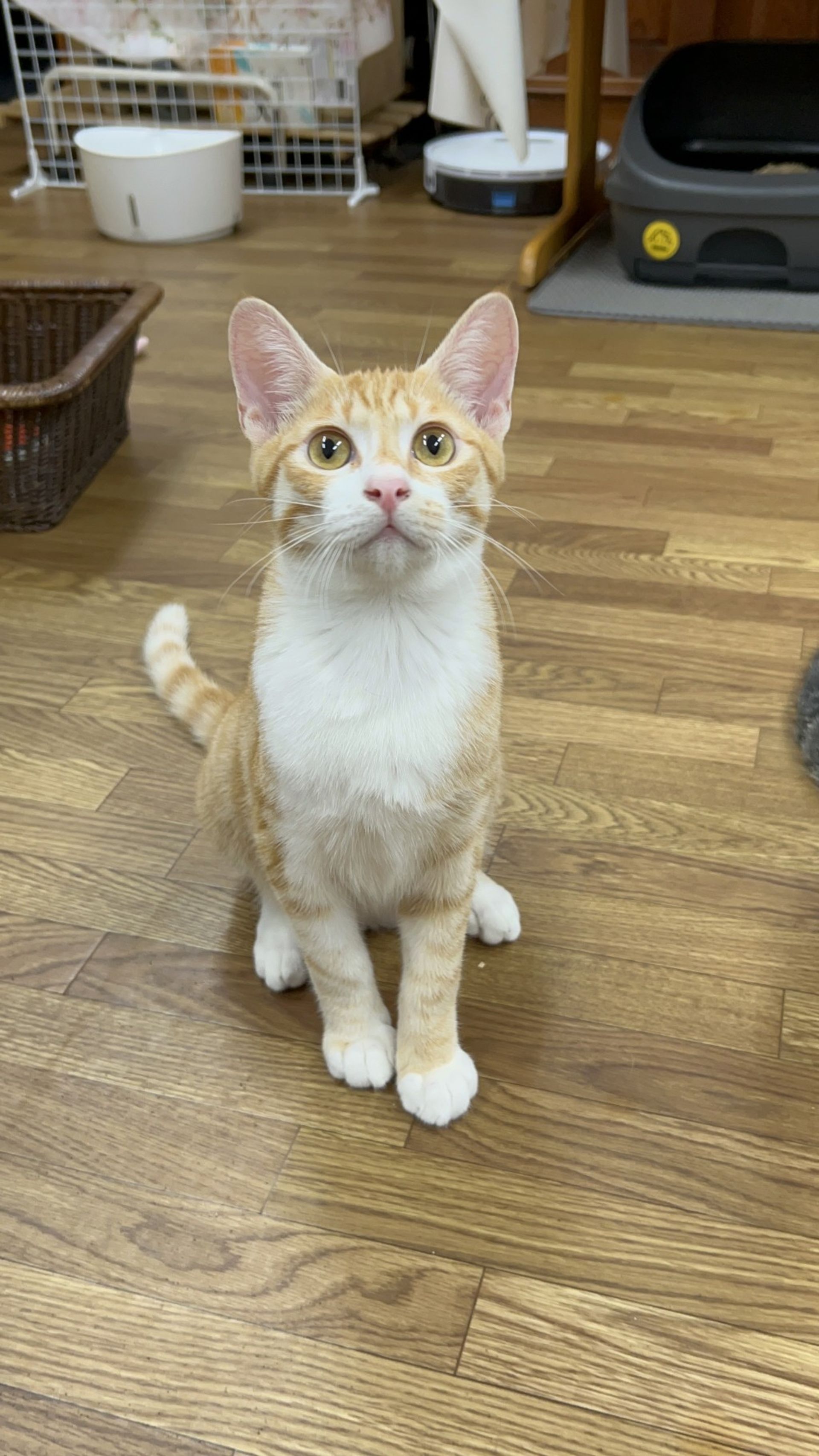 雑種（ミックス猫）・オスの里親募集の写真