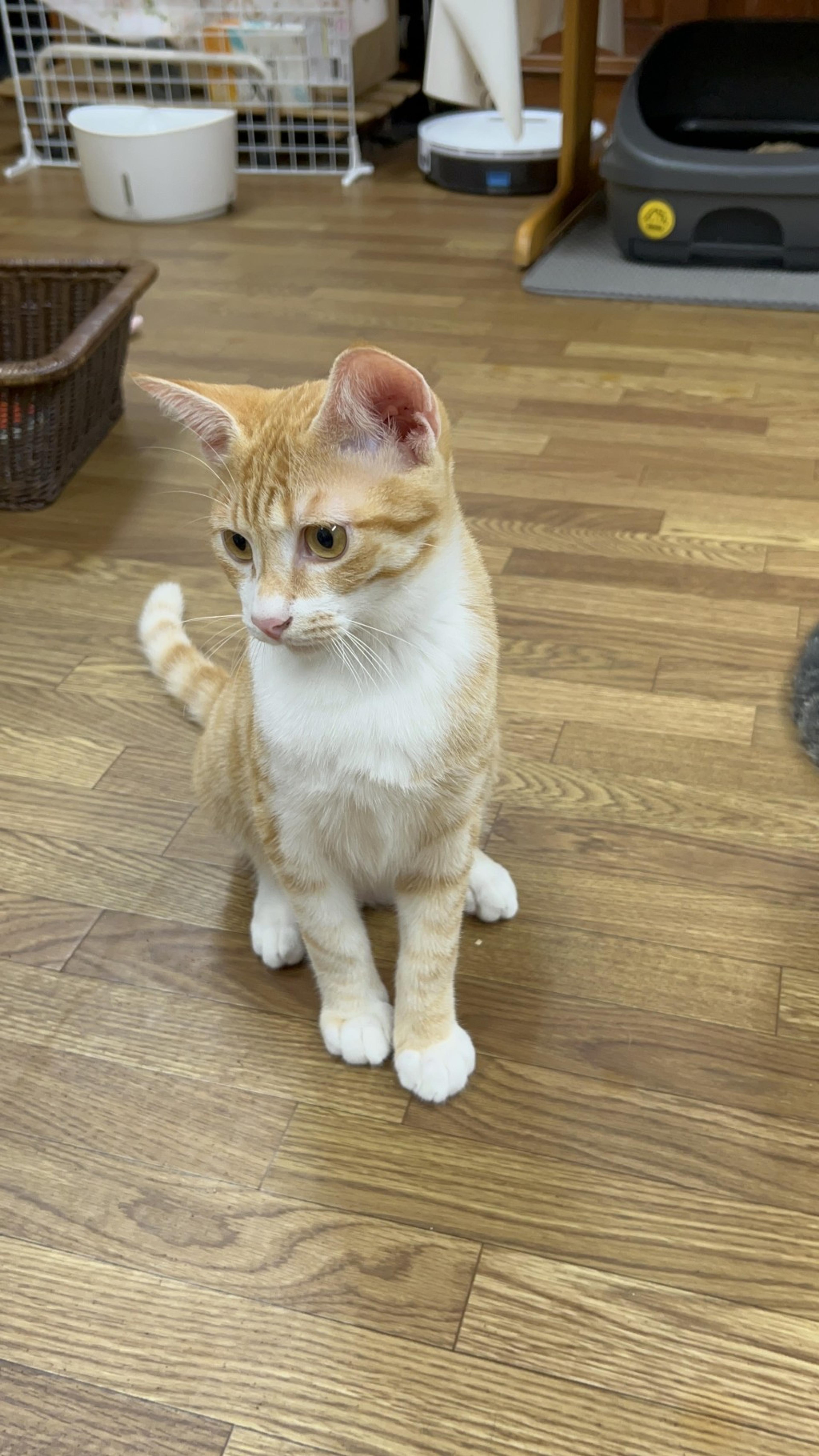 pet-image-2