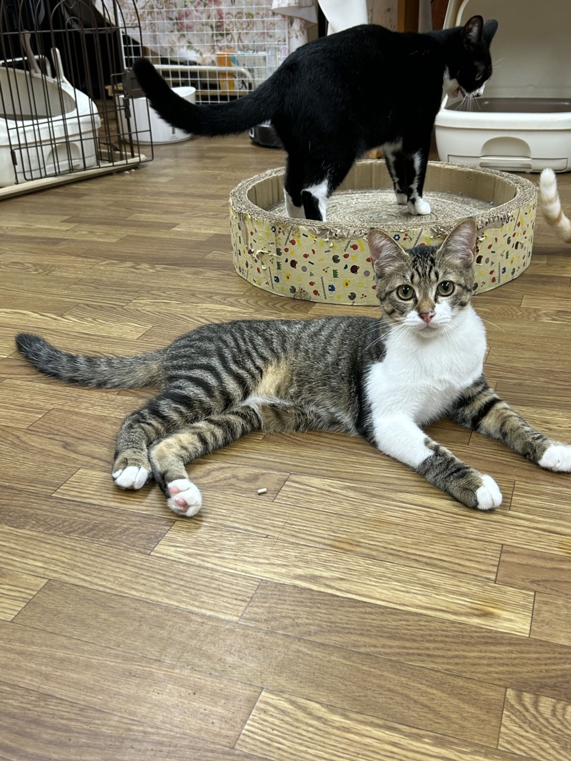 雑種（ミックス猫）・オスの里親募集の写真