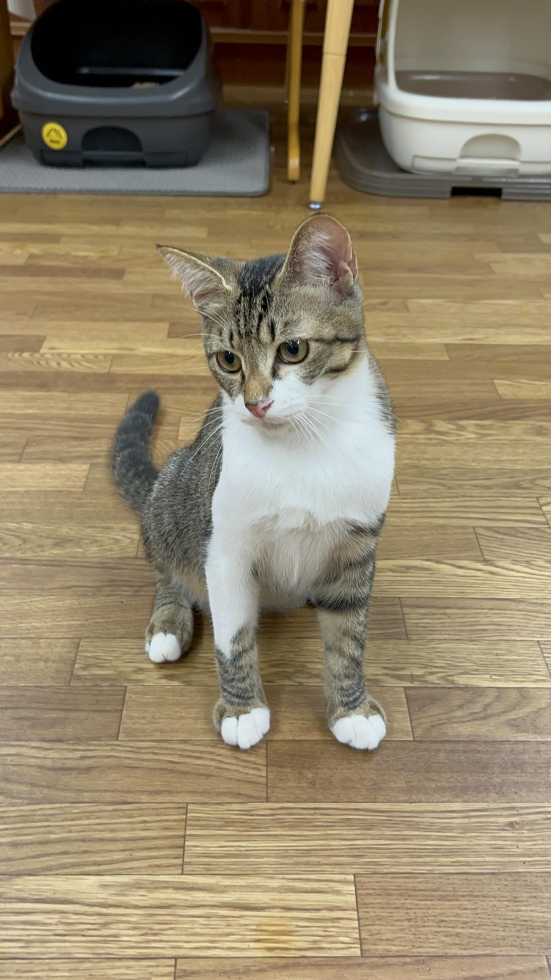 pet-image-2