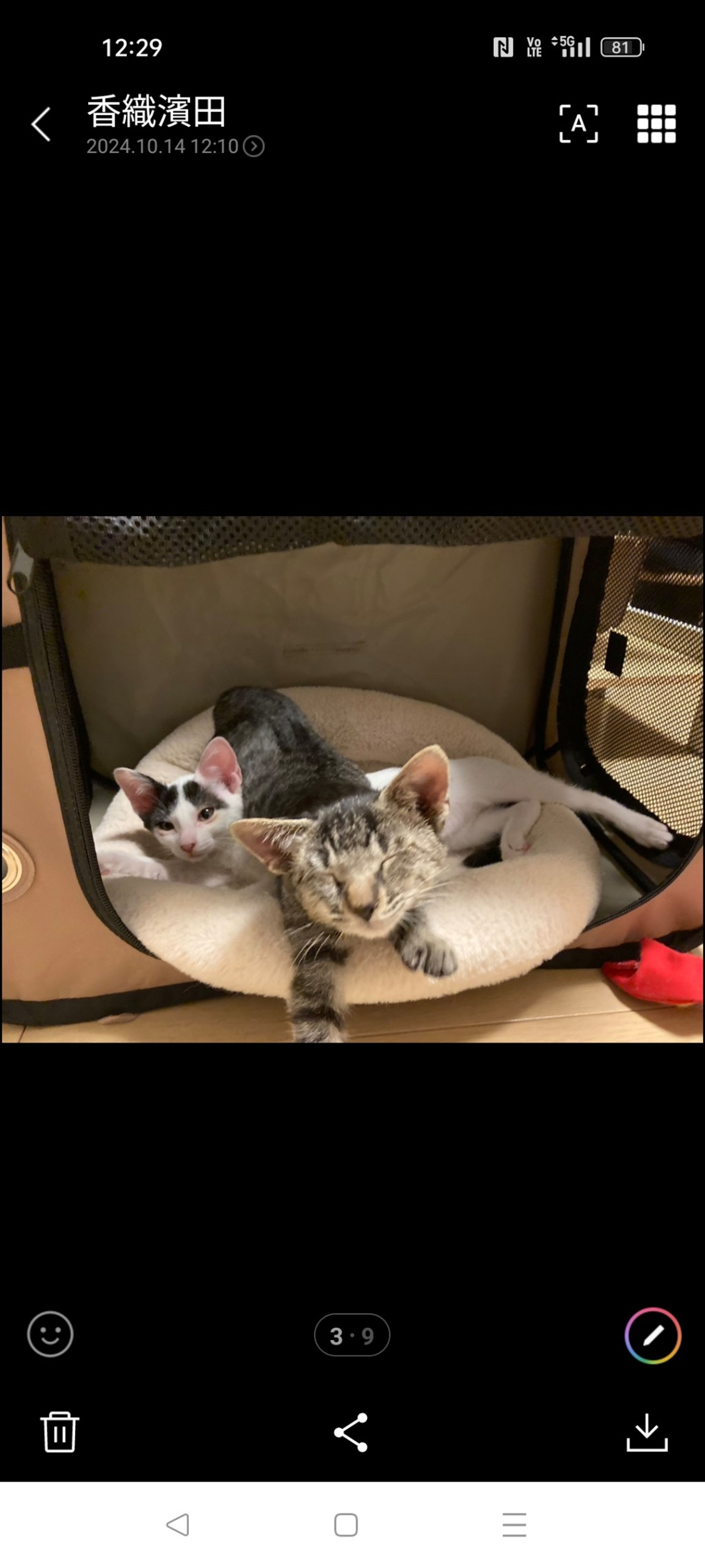 雑種（ミックス猫）・オスの里親募集の写真