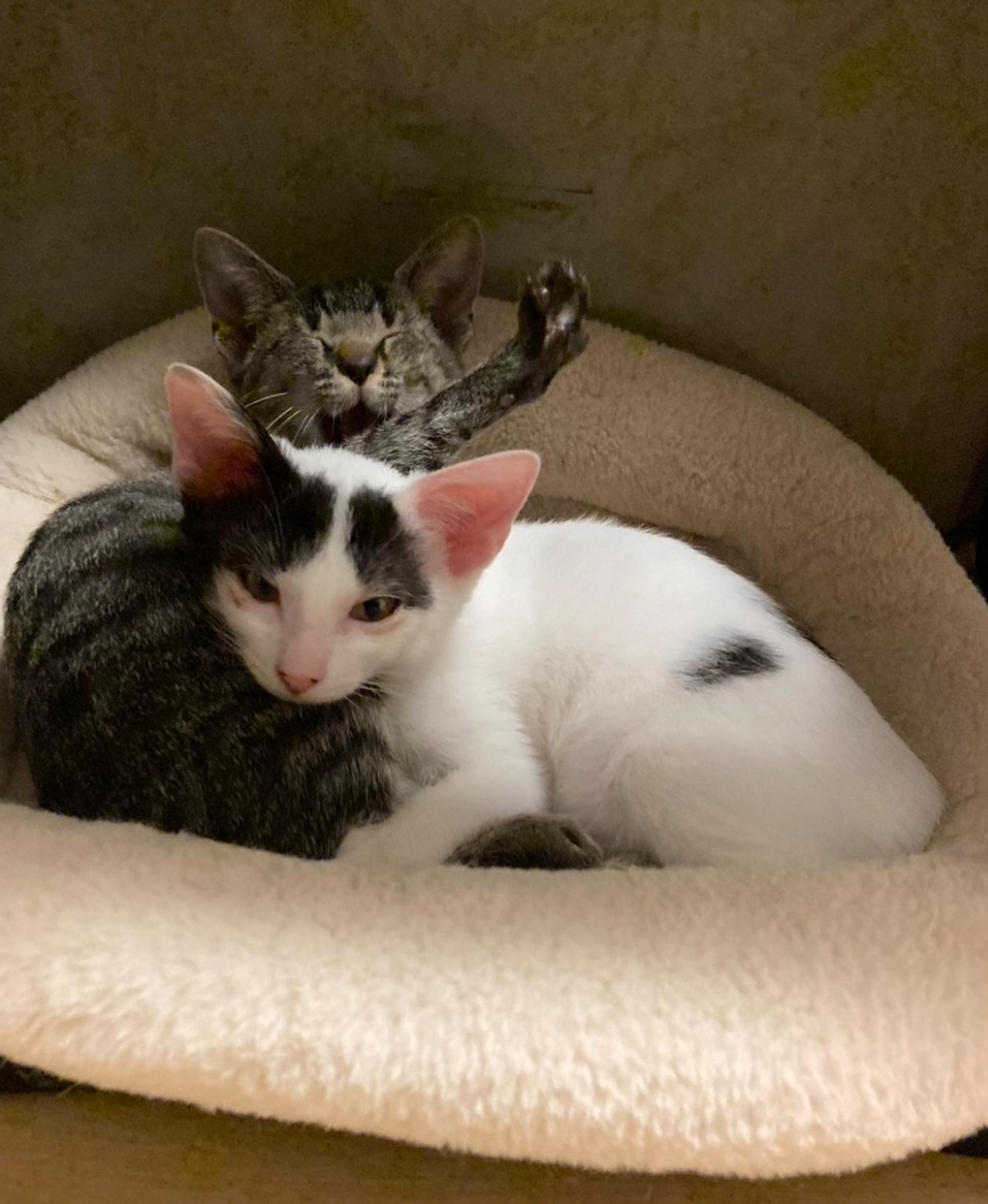 pet-image-3
