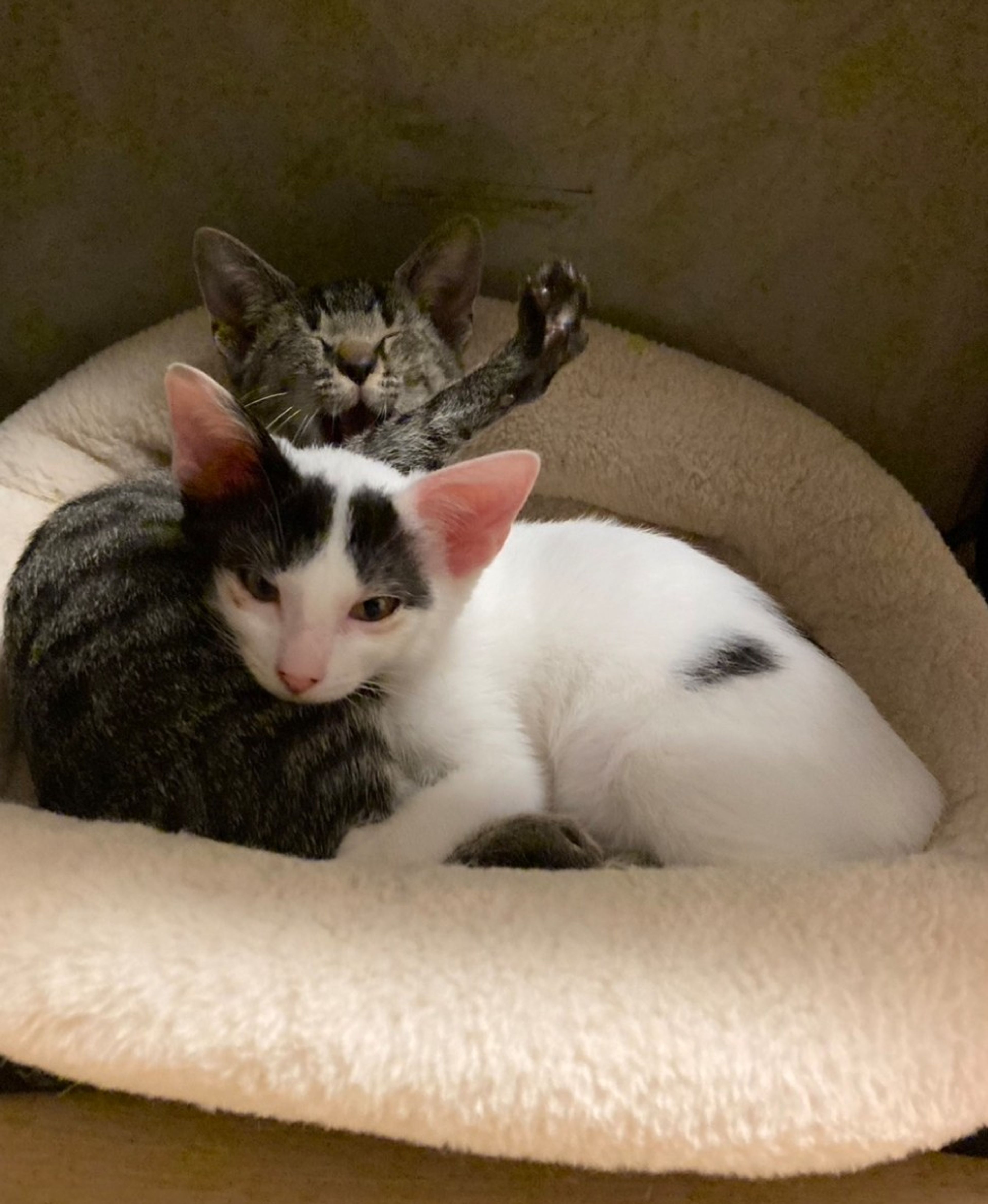 pet-image-3