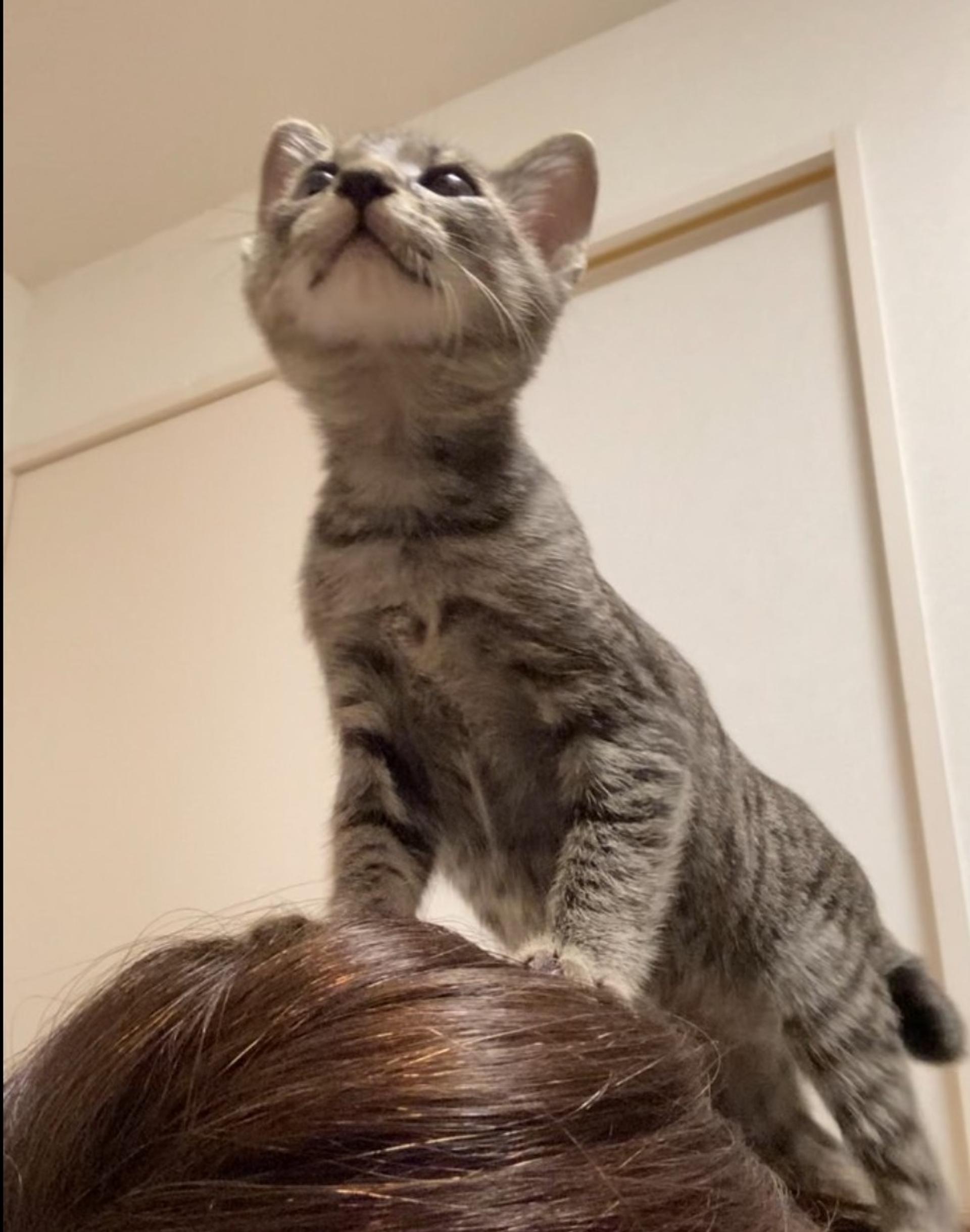 pet-image-4