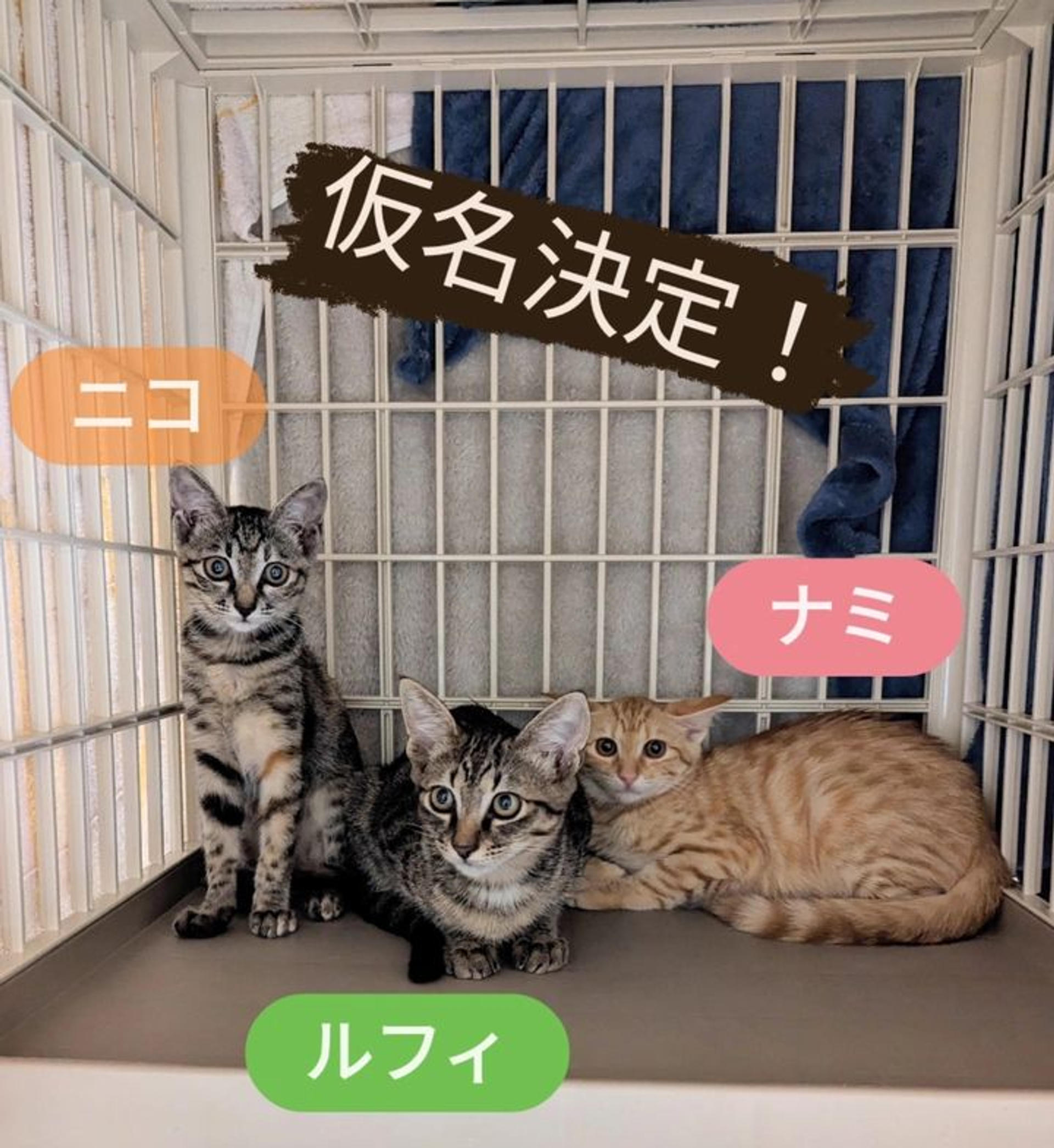 pet-image-5