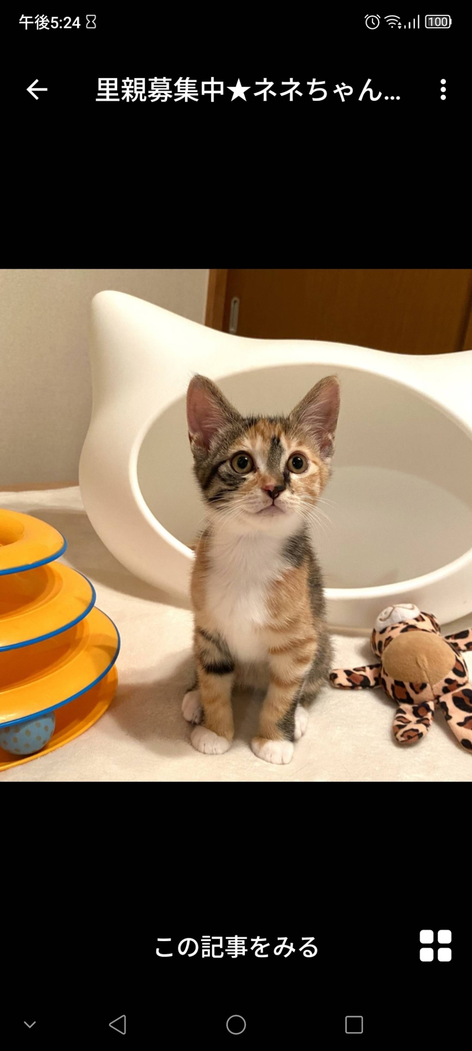 日本猫・メスの里親募集の写真