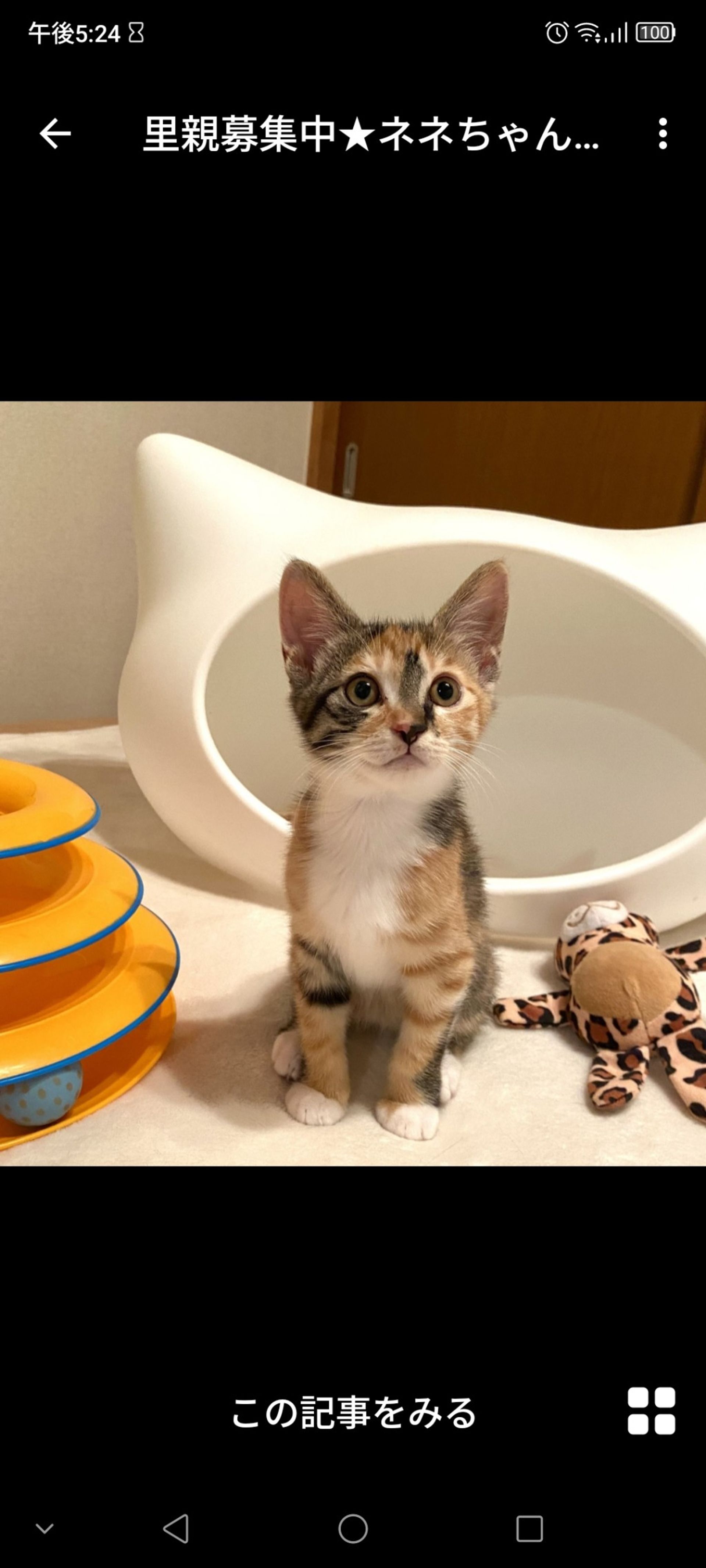 日本猫・メスの里親募集の写真