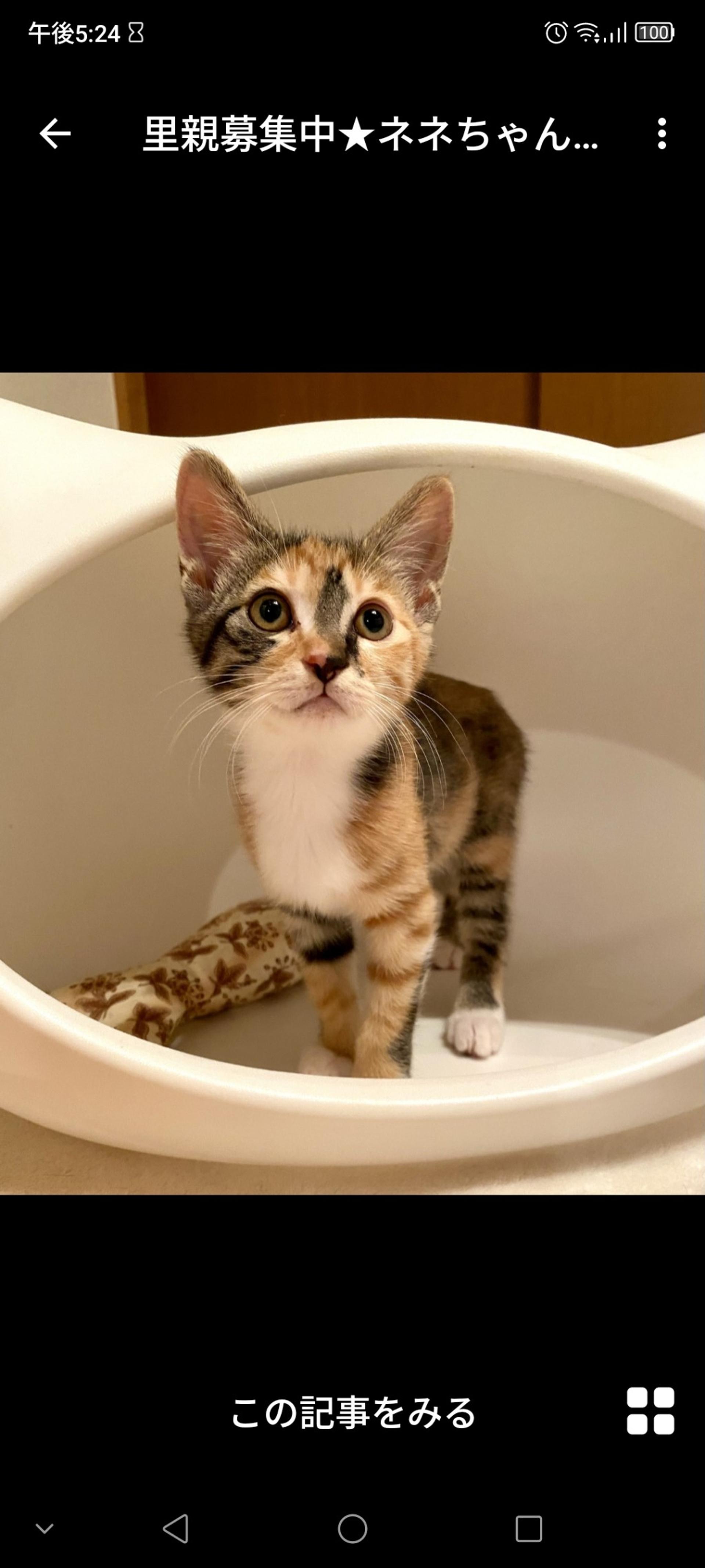pet-image-2