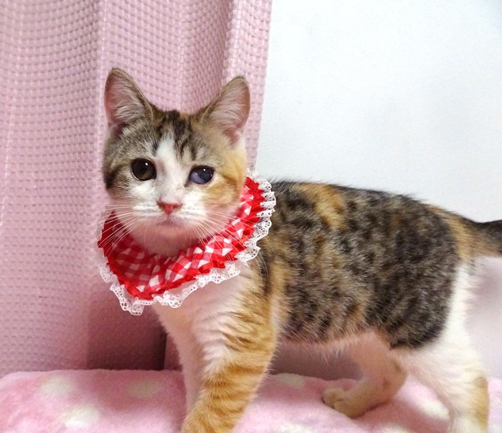 pet-image-3