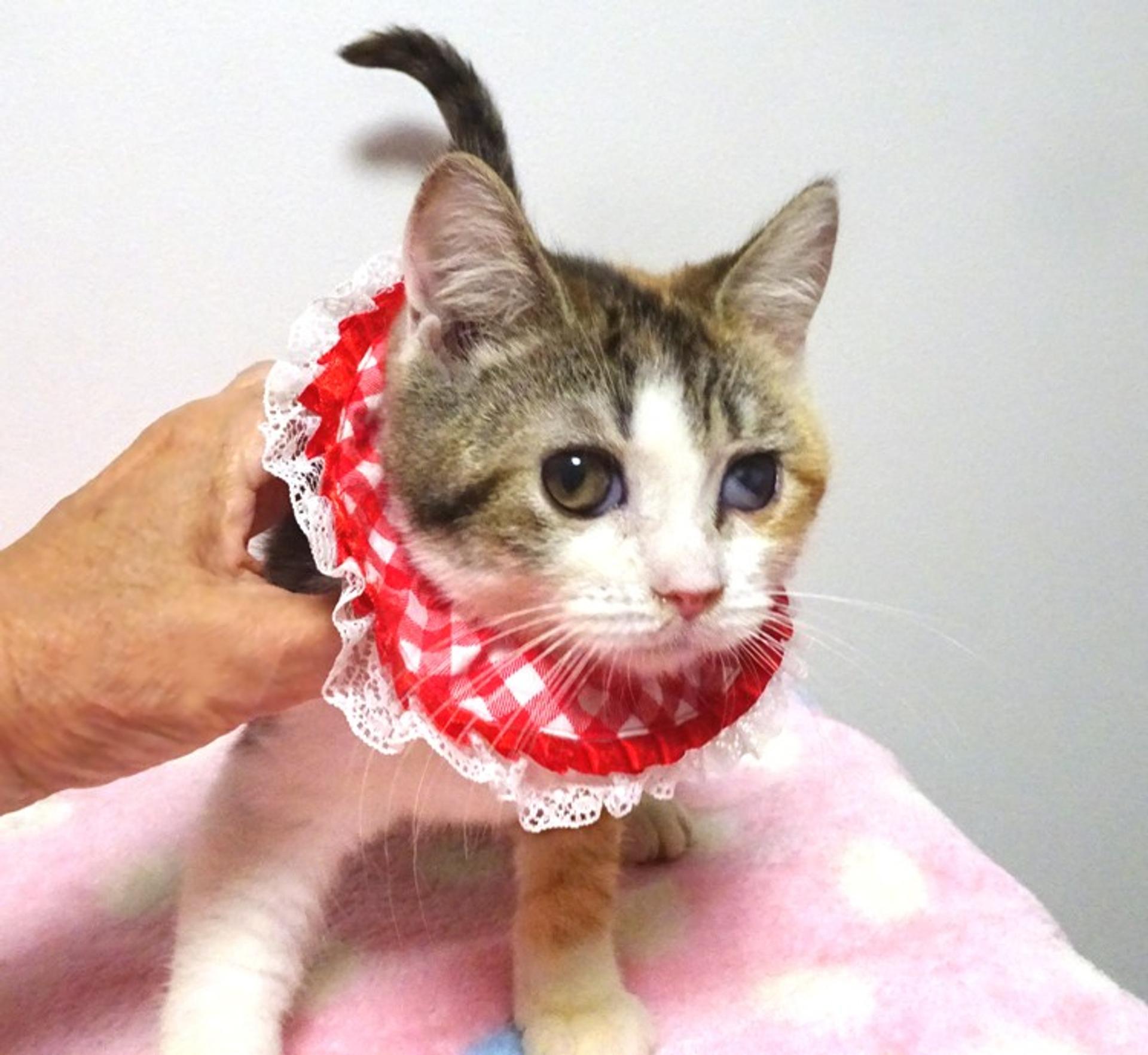 pet-image-4
