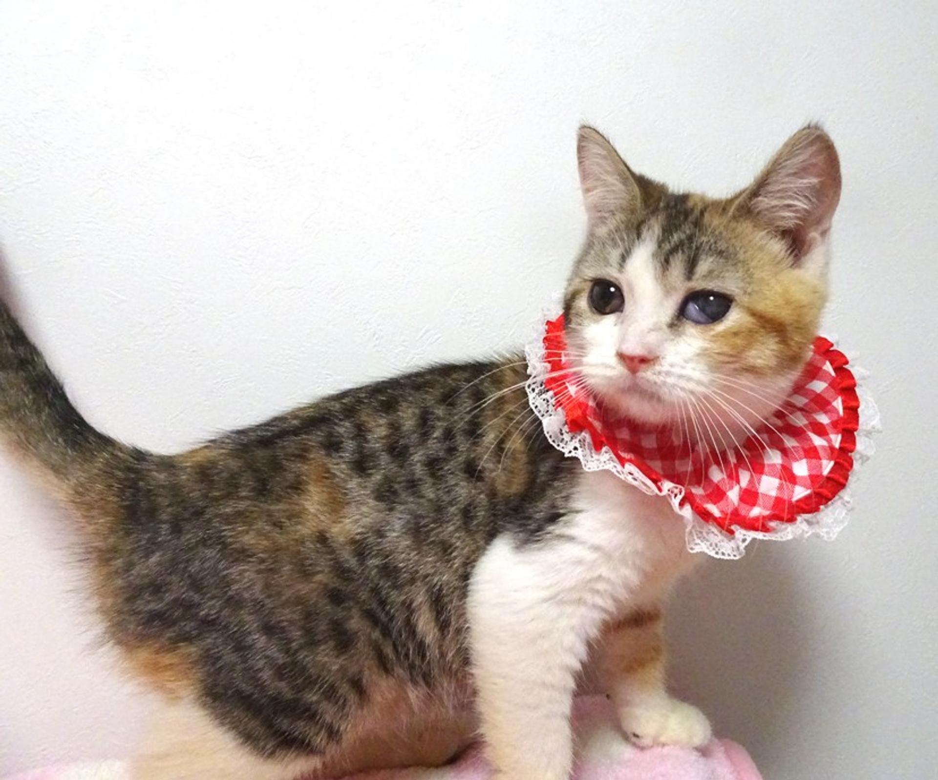 pet-image-2