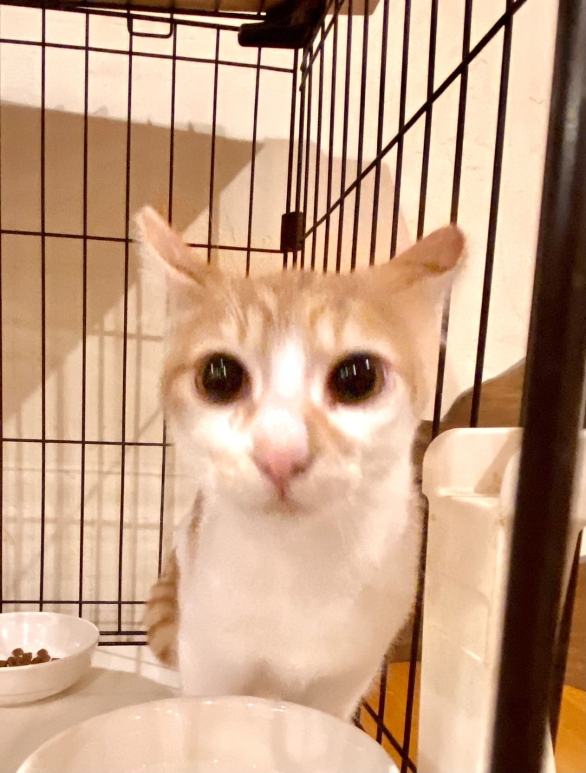 雑種（ミックス猫）・オスの里親募集の写真