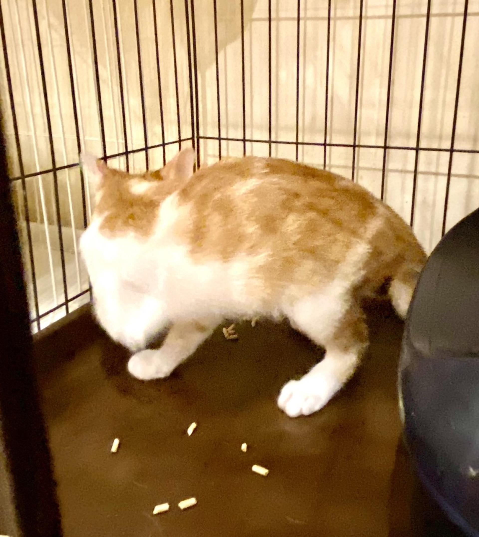 pet-image-3