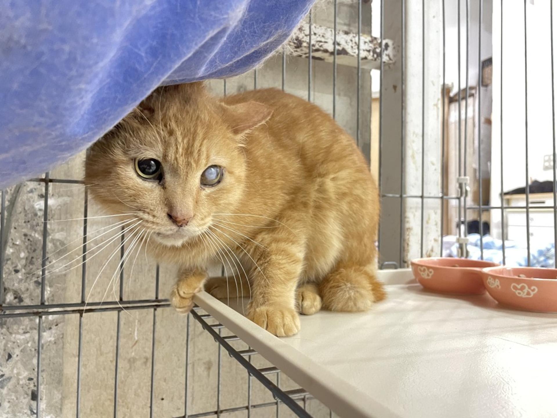 pet-image-2