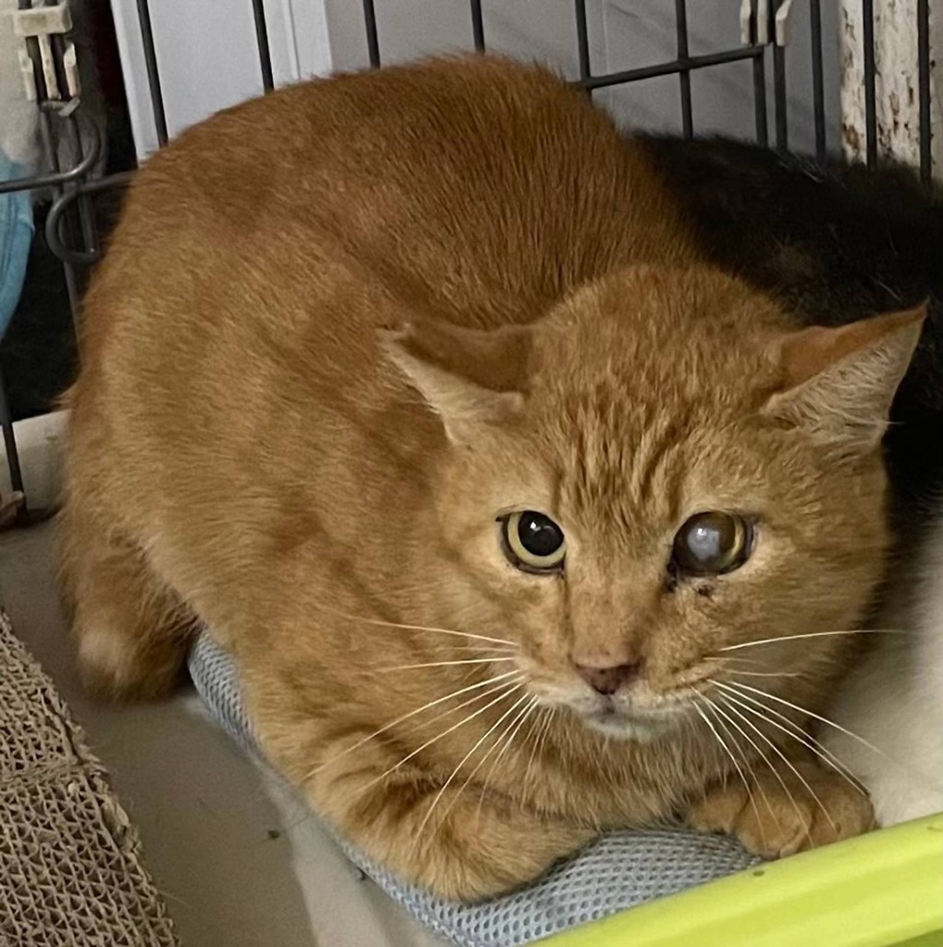雑種（ミックス猫）・オスの里親募集の写真