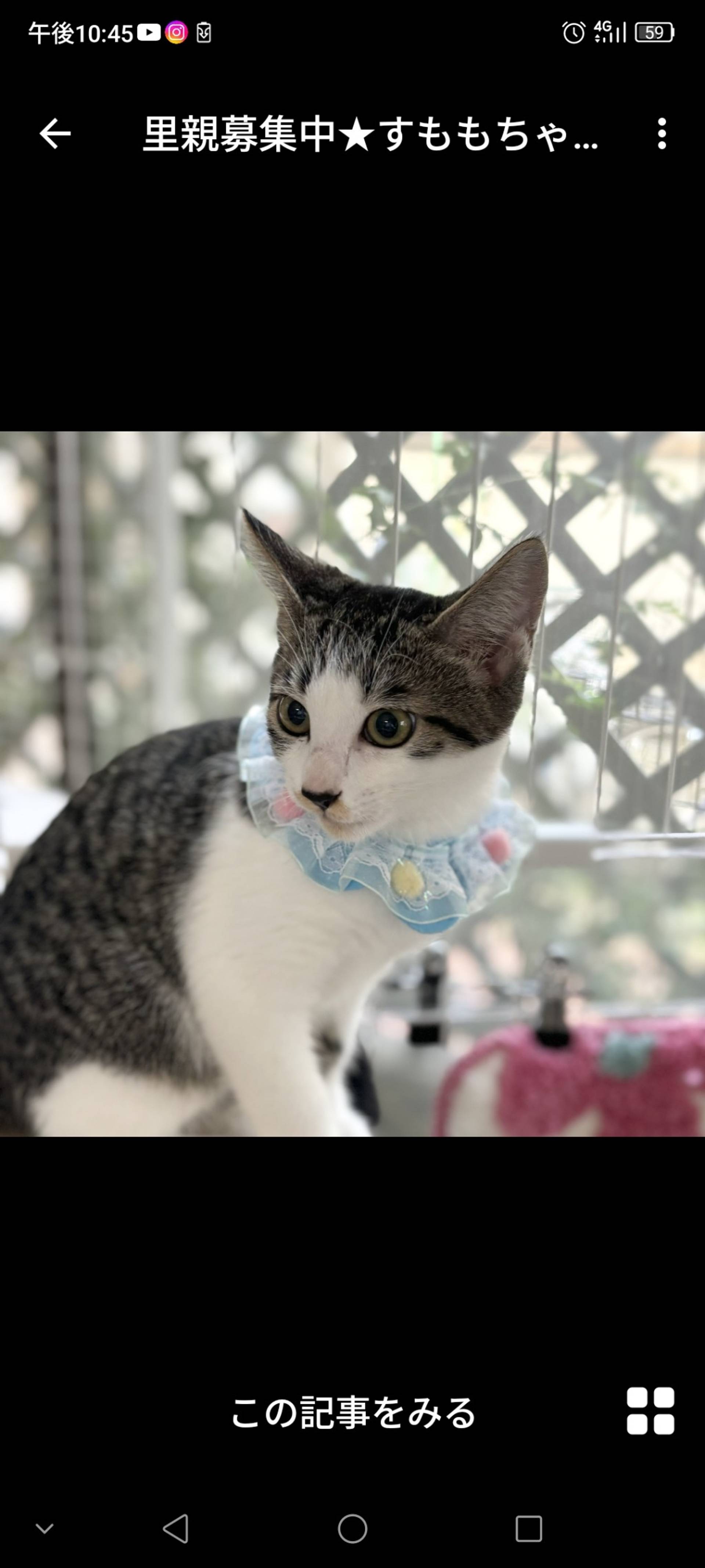 雑種（ミックス猫）・メスの里親募集の写真