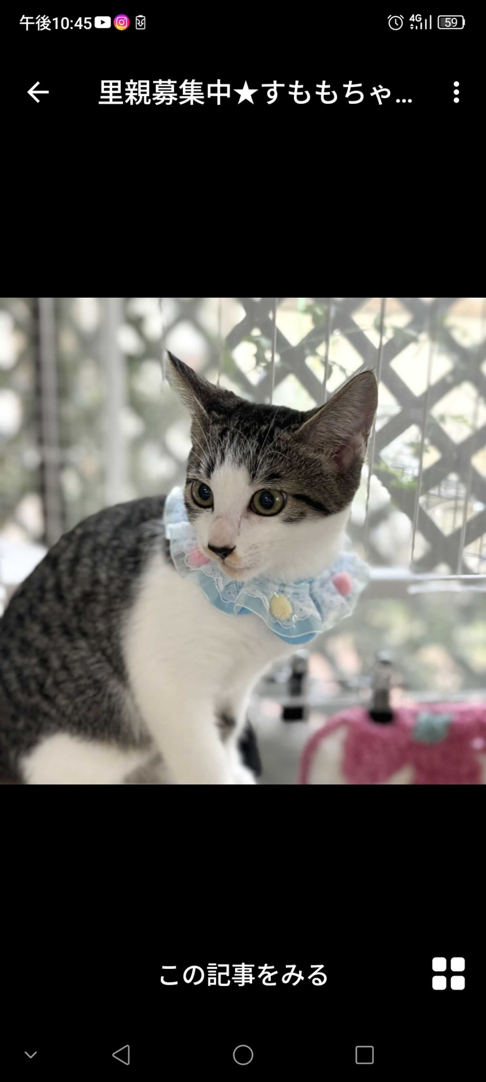 雑種（ミックス猫）・メスの里親募集の写真