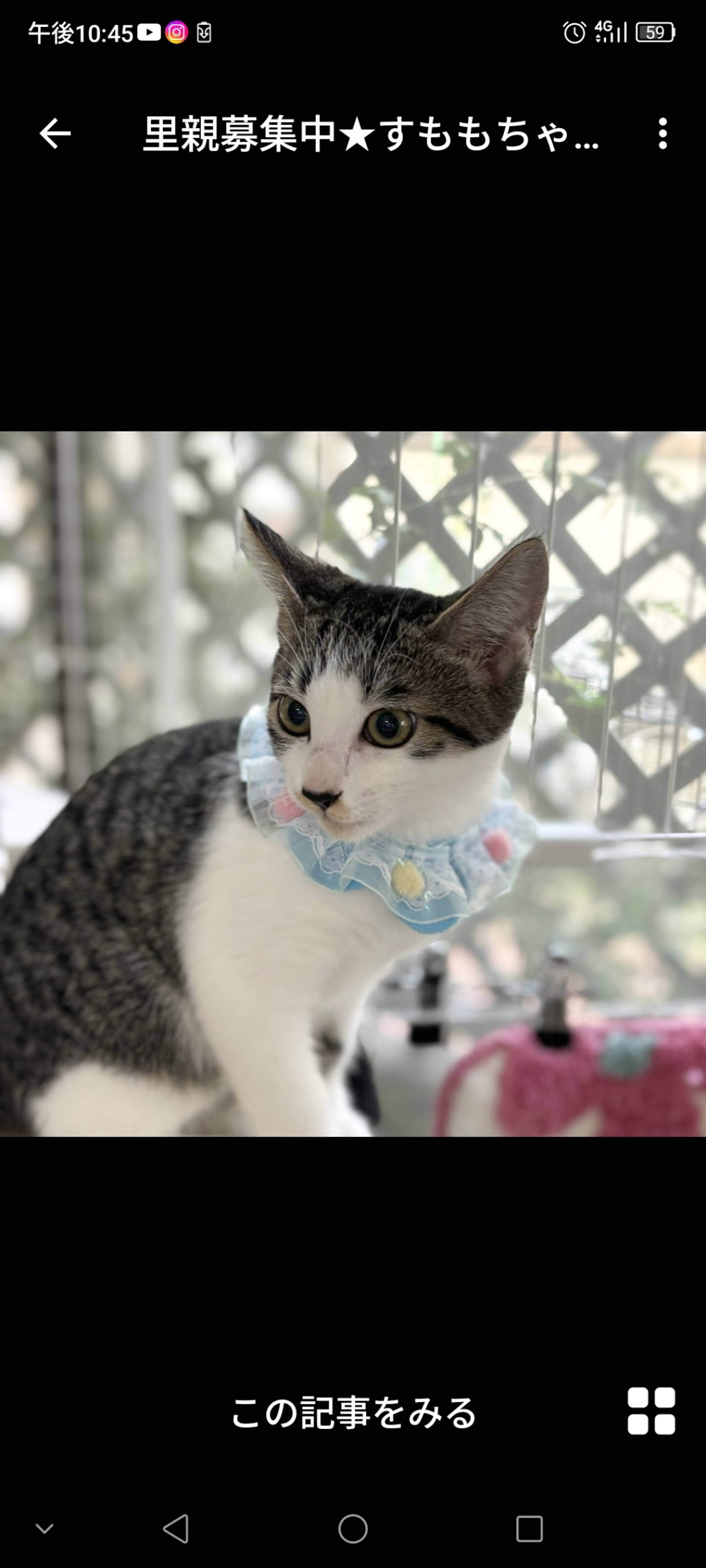 雑種（ミックス猫）・メスの里親募集の写真